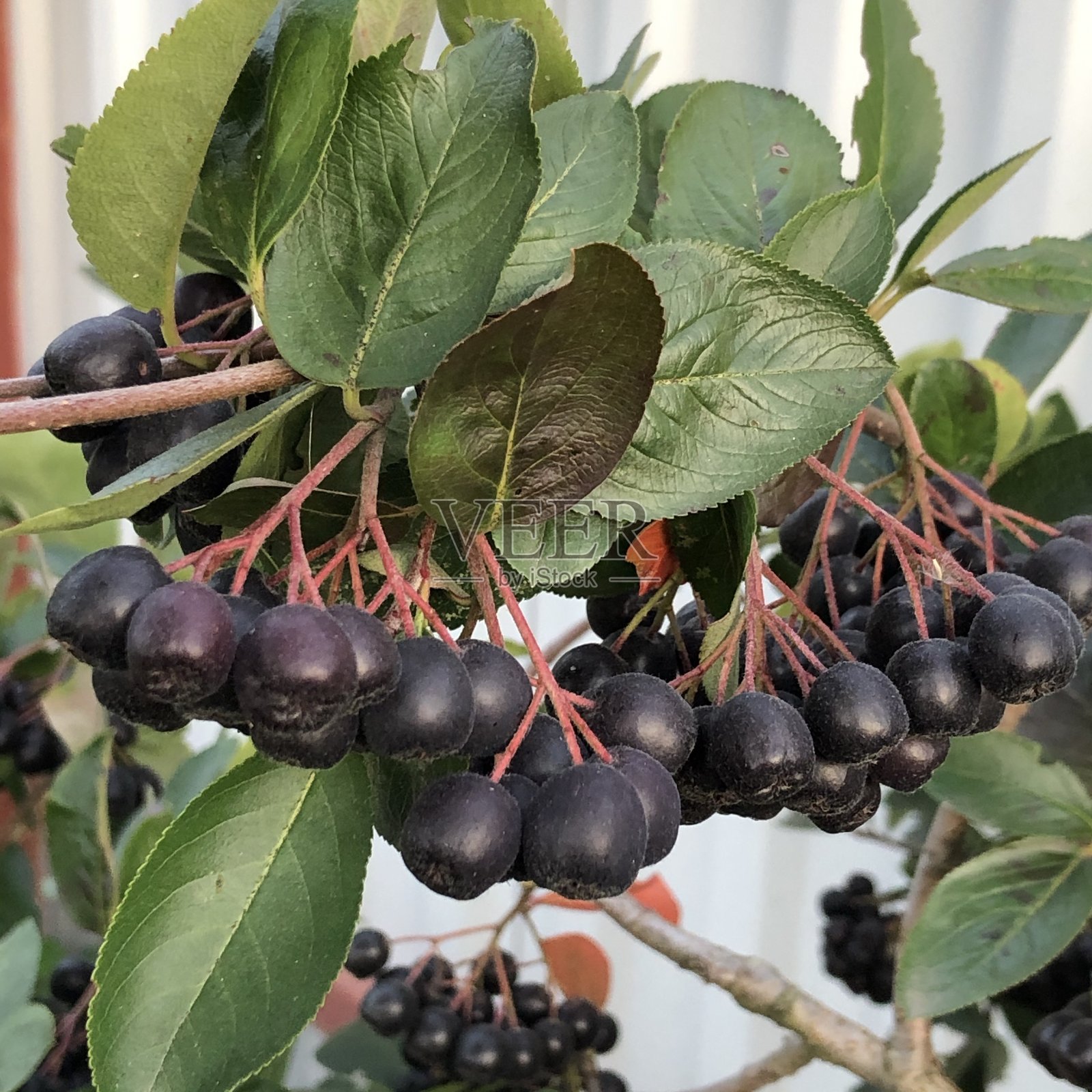 特写图像是一株黑色的花楸叶，果实在成熟过程中照片摄影图片