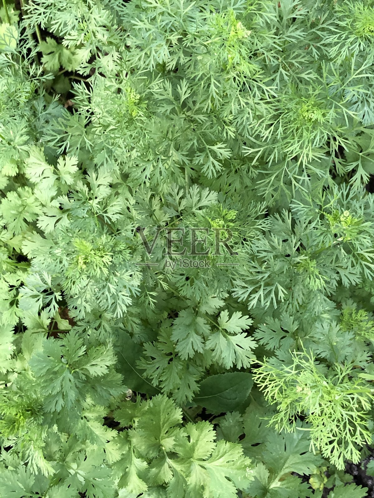 这是一幅香菜植物的绿色特写照片摄影图片