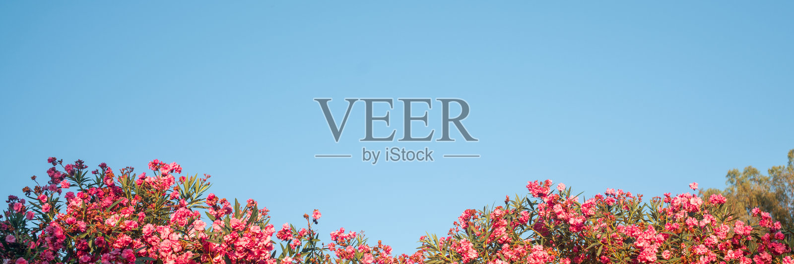 粉红色的夏季花与绿色的叶子蓝色的天空背景照片摄影图片