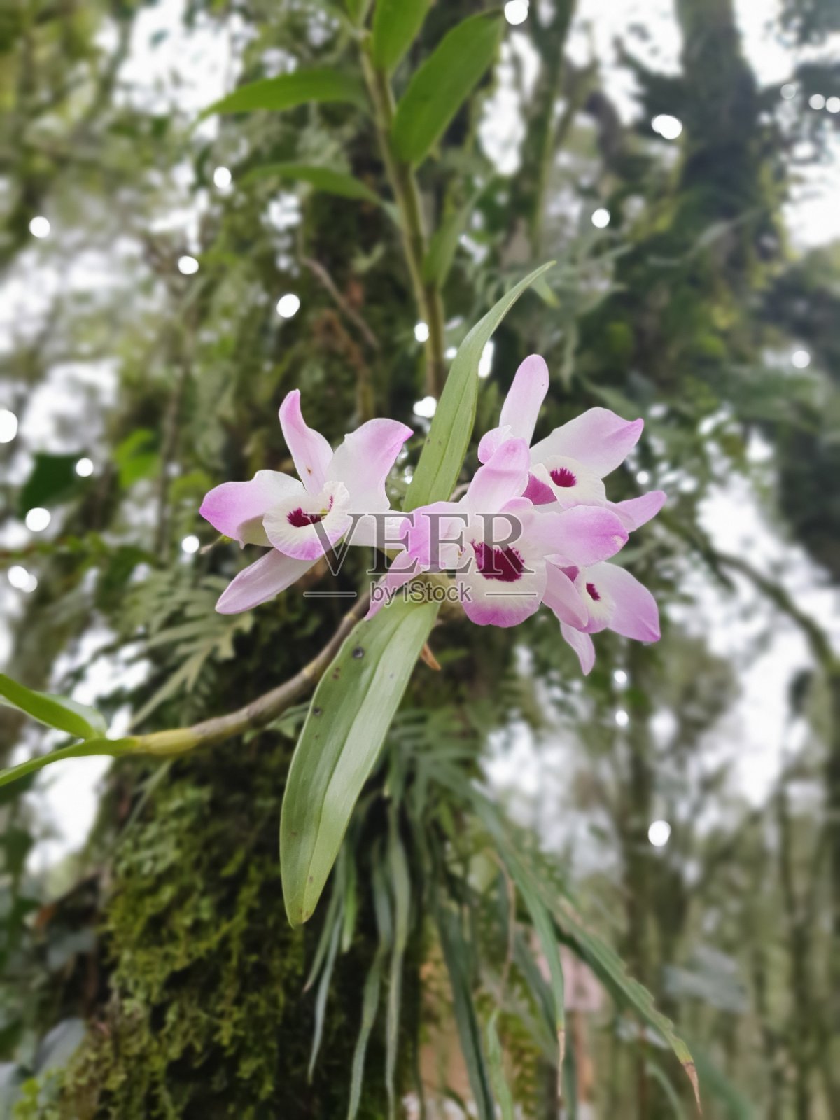 自然照片摄影图片