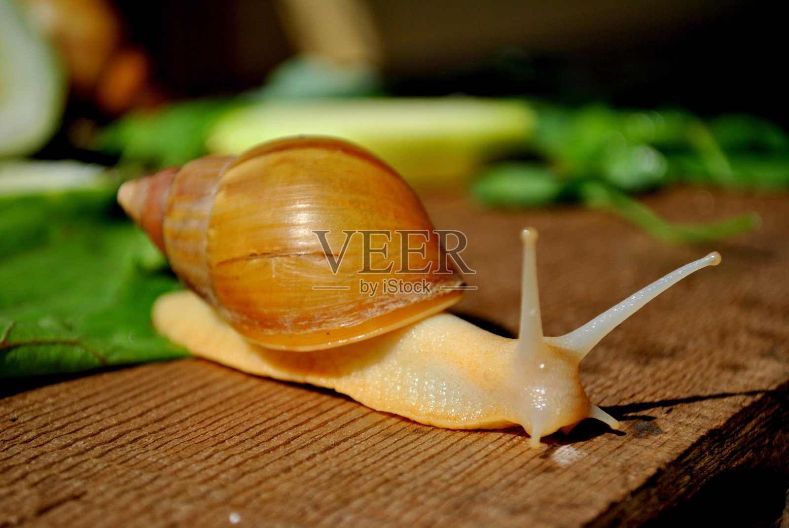 在模糊的背景上，白化的阿卡蒂纳蜗牛在木板上爬行照片摄影图片