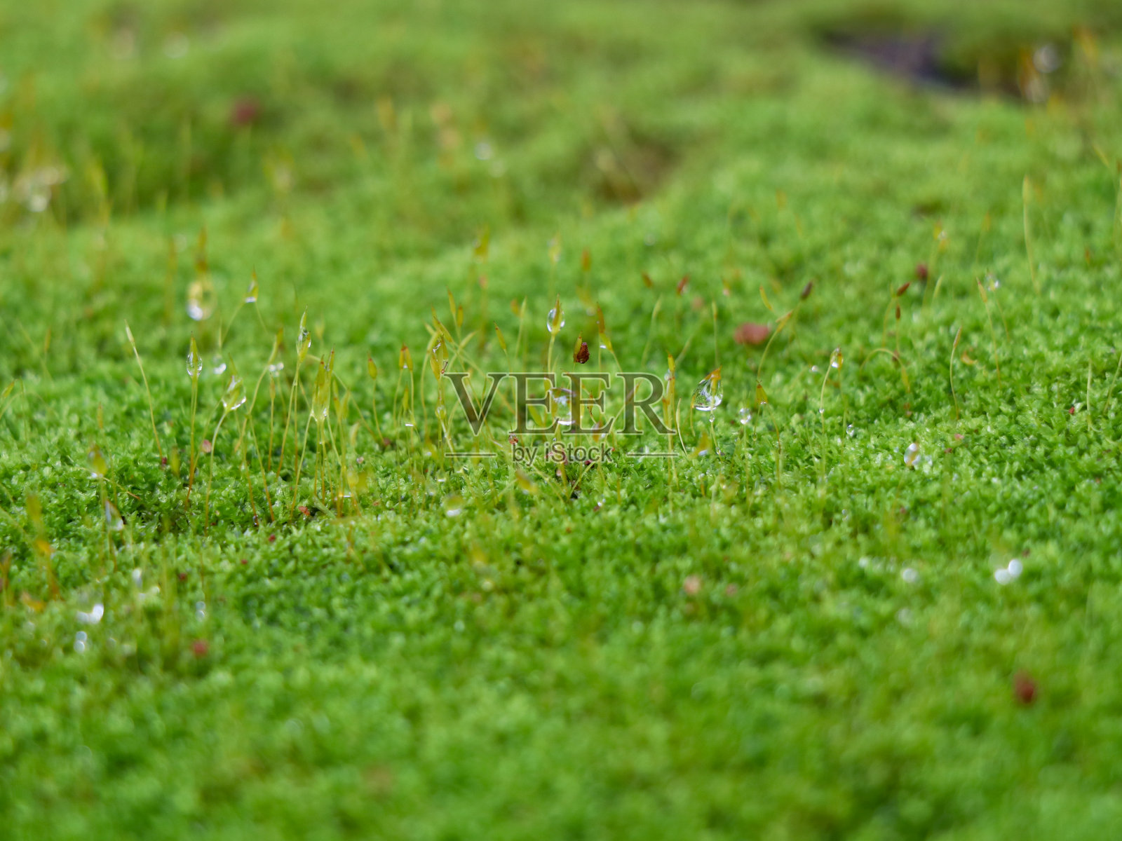 雨滴落在浅绿的苔藓上，质地照片摄影图片