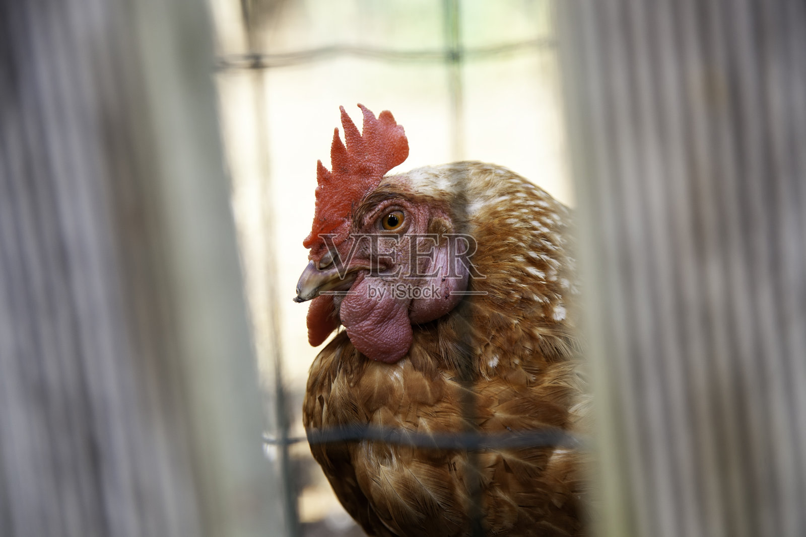 母鸡在农场照片摄影图片