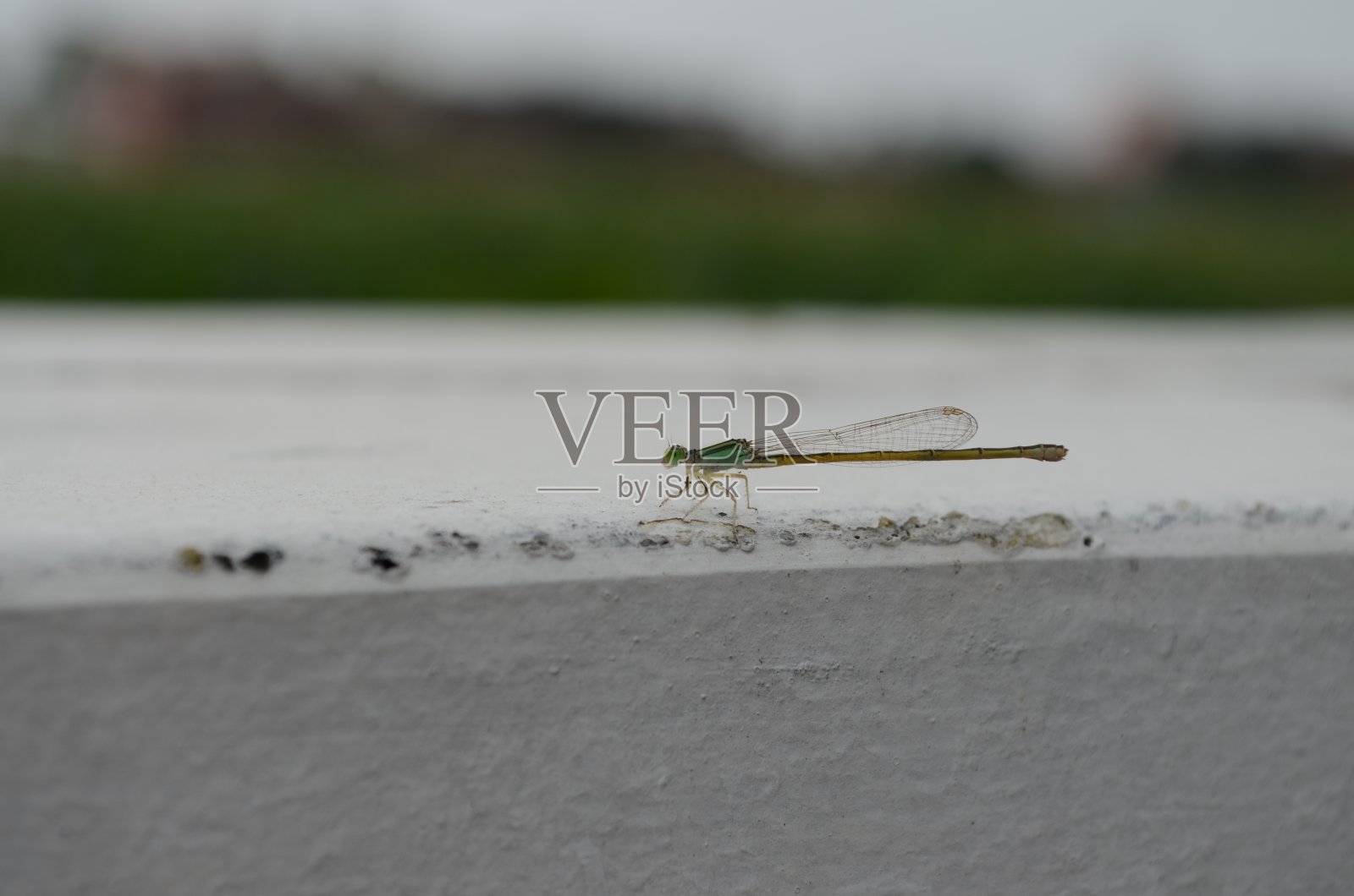 豆娘是一种中等大小的豆娘科豆娘，在亚洲非常常见。照片摄影图片