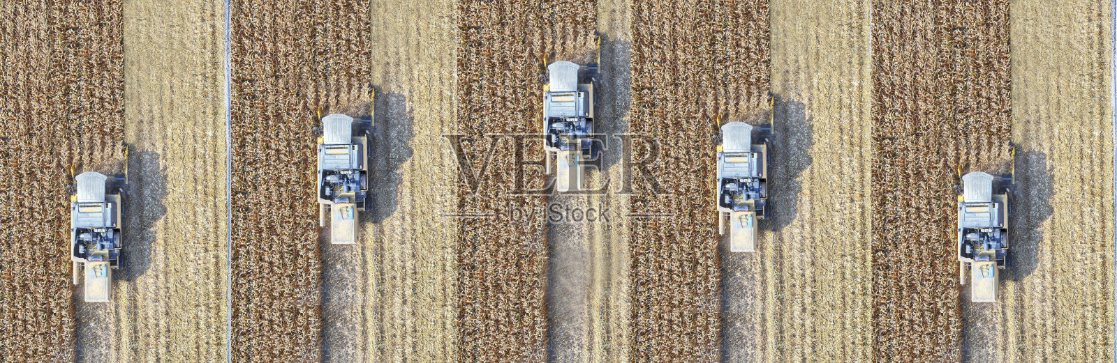 鸟瞰图联合收割机与玉米田在收获期间照片摄影图片
