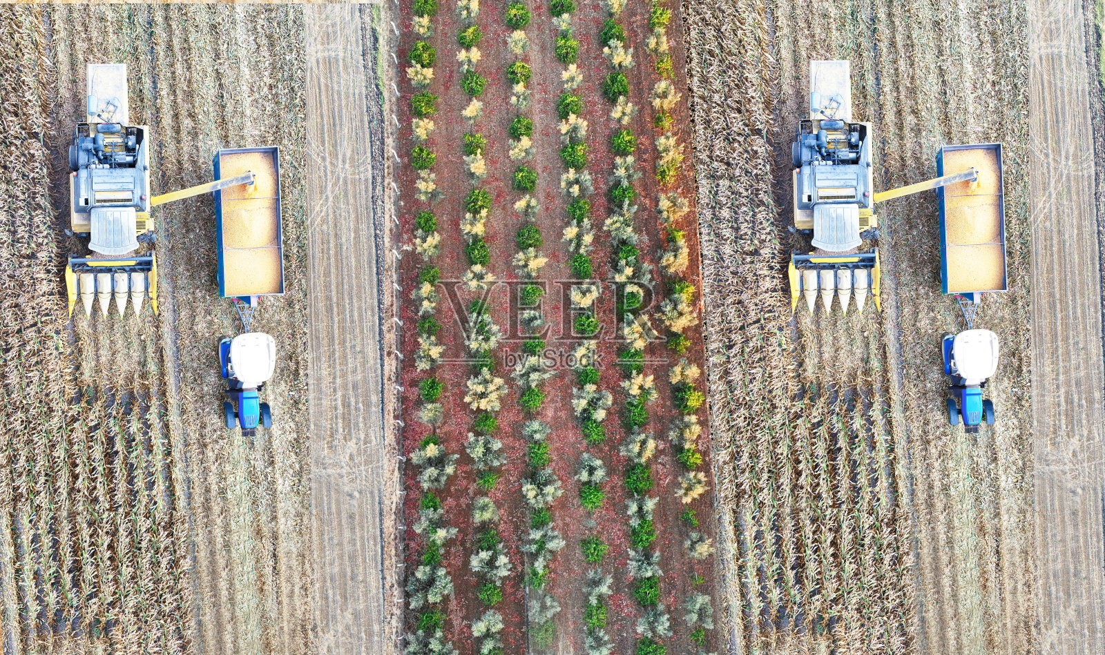玉米田在收获期间的鸟瞰图照片摄影图片