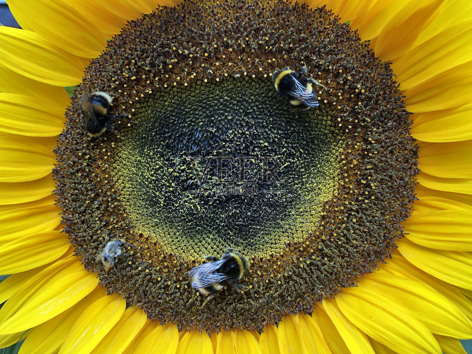 大黄蜂聚集在一株亮黄色向日葵的雄蕊上寻找花粉照片摄影图片
