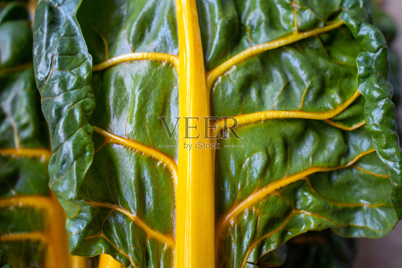 甜菜照片摄影图片