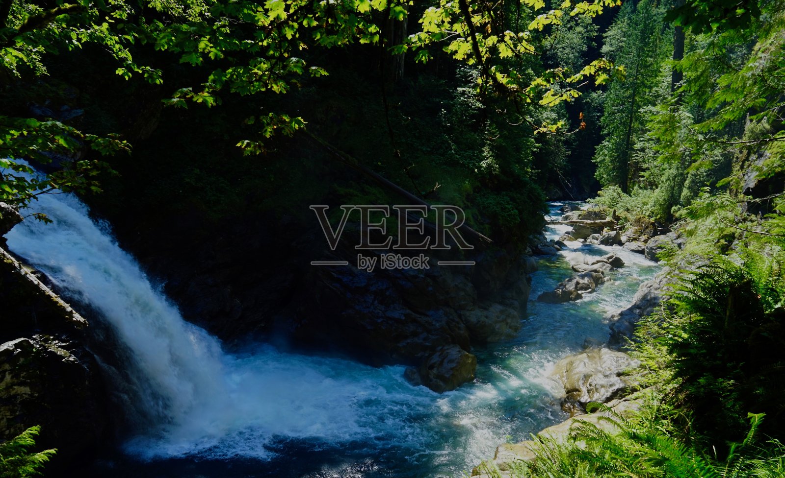 北福克索克河丛林照片摄影图片