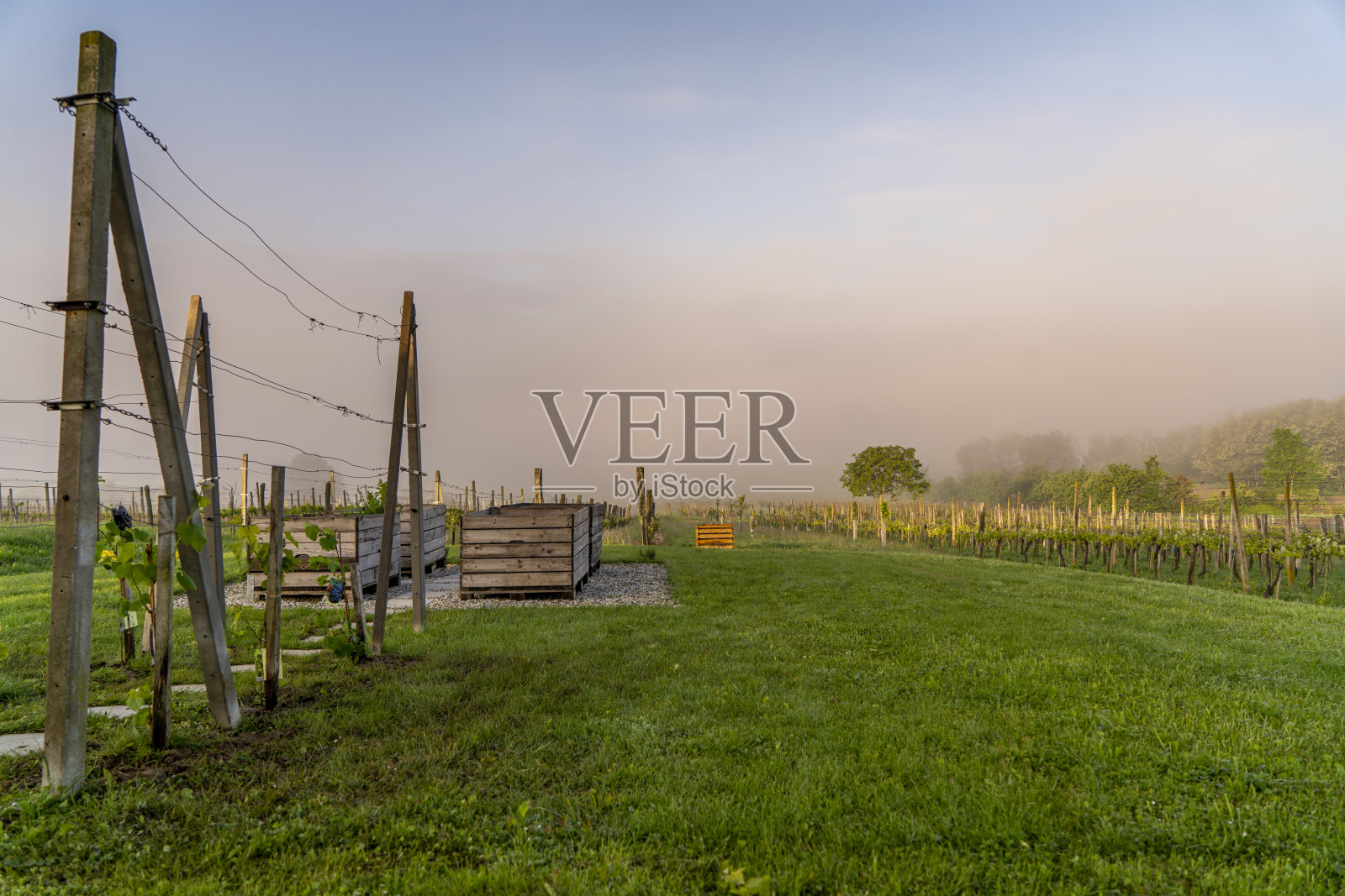 日出时葡萄园的景色照片摄影图片