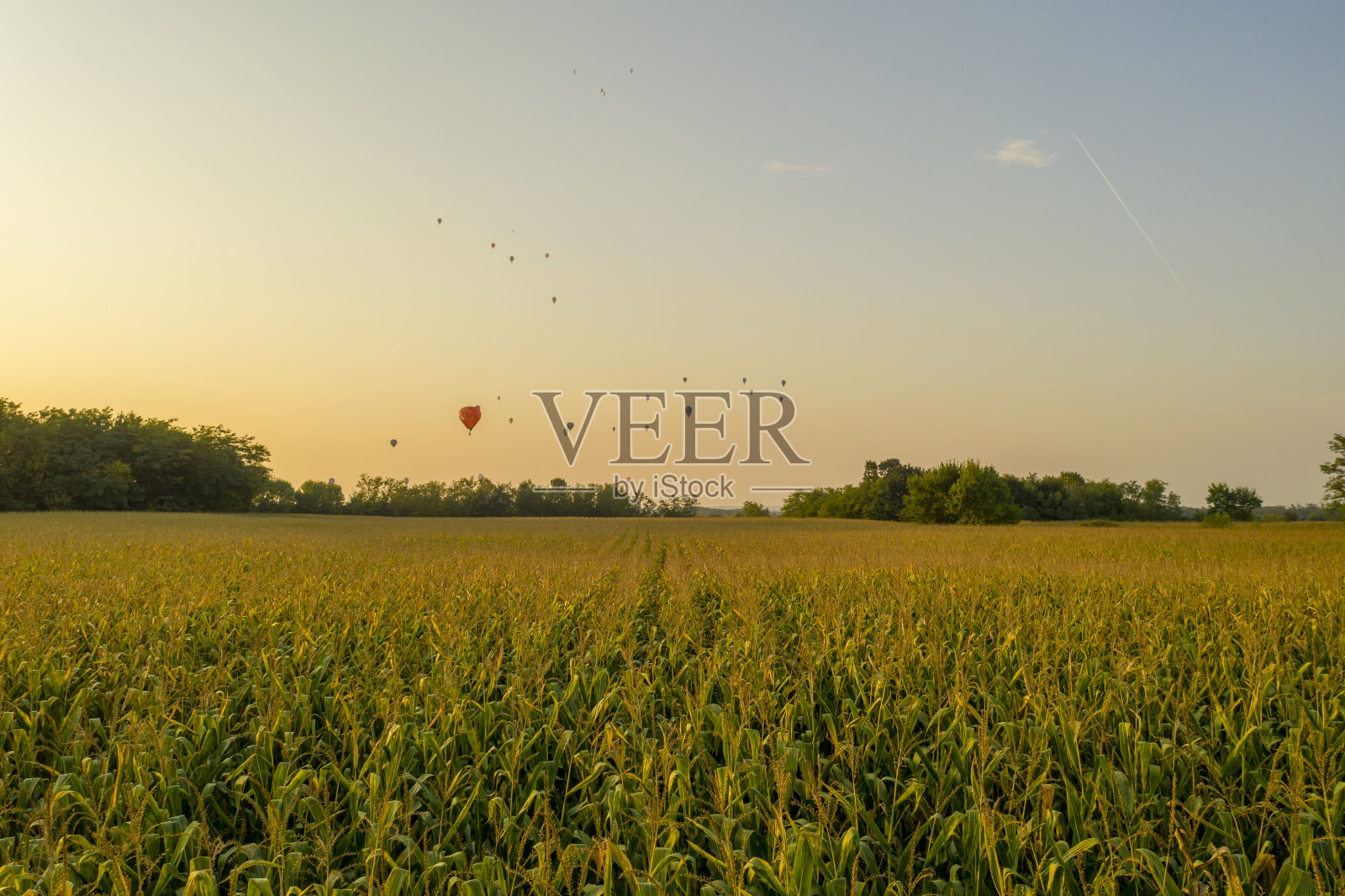 鸟瞰图:玉米农田上空的热气球照片摄影图片