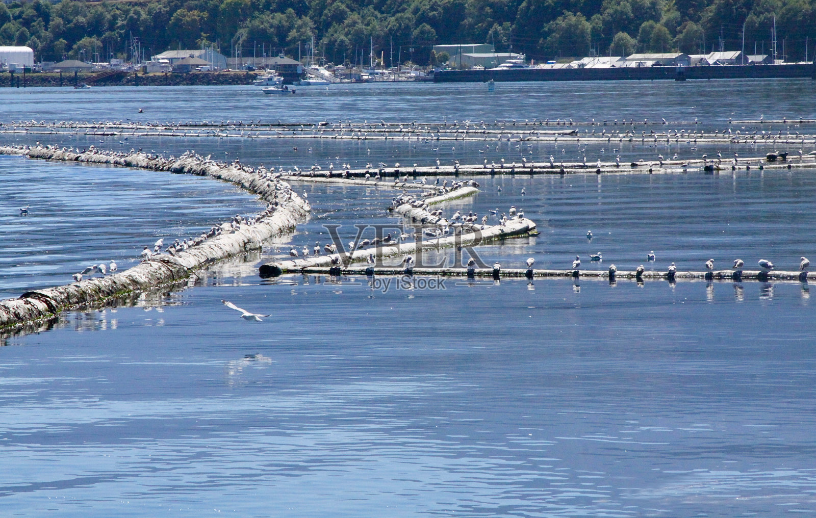 海鸥在原木上对齐照片摄影图片