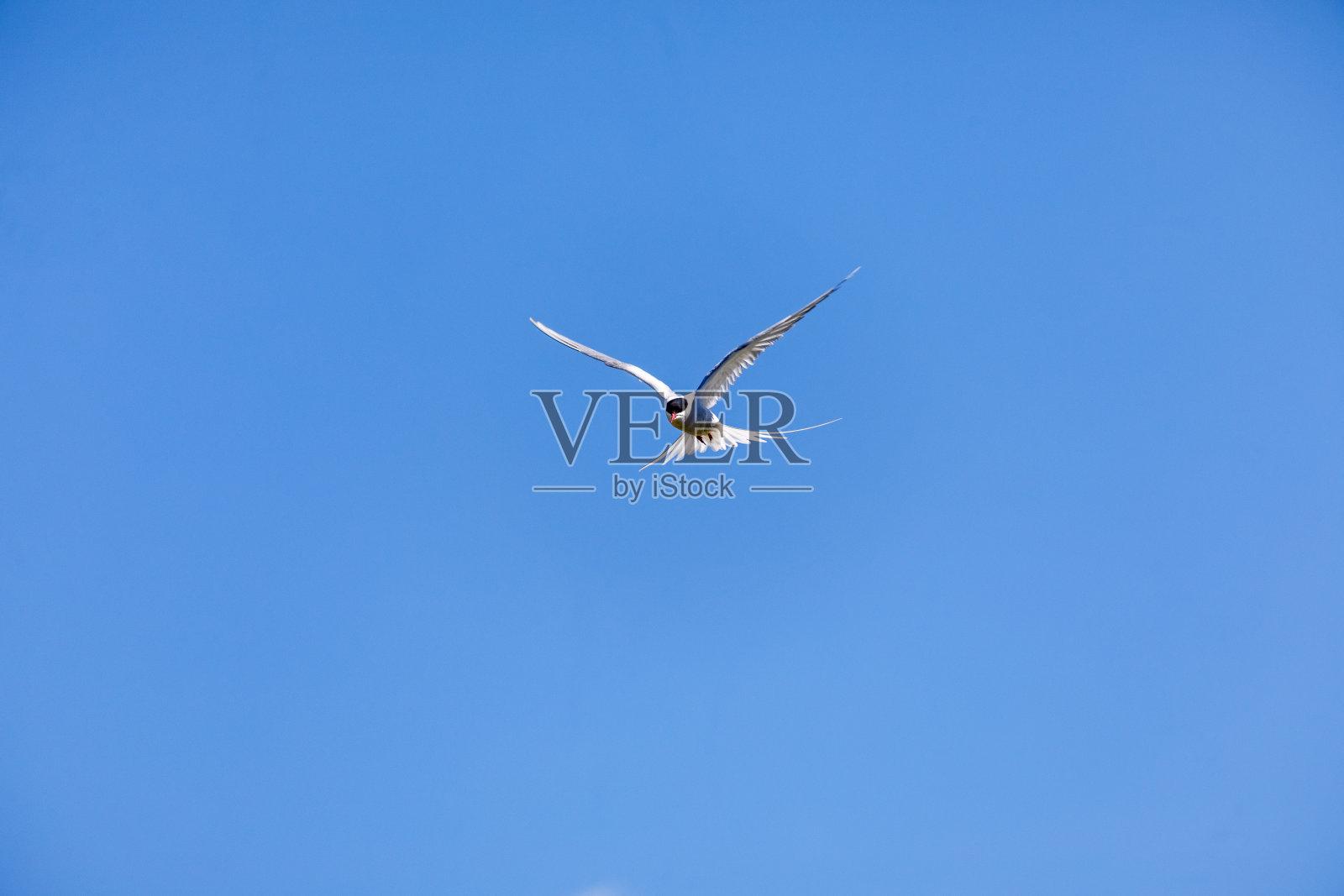 积极的北极燕鸥照片摄影图片