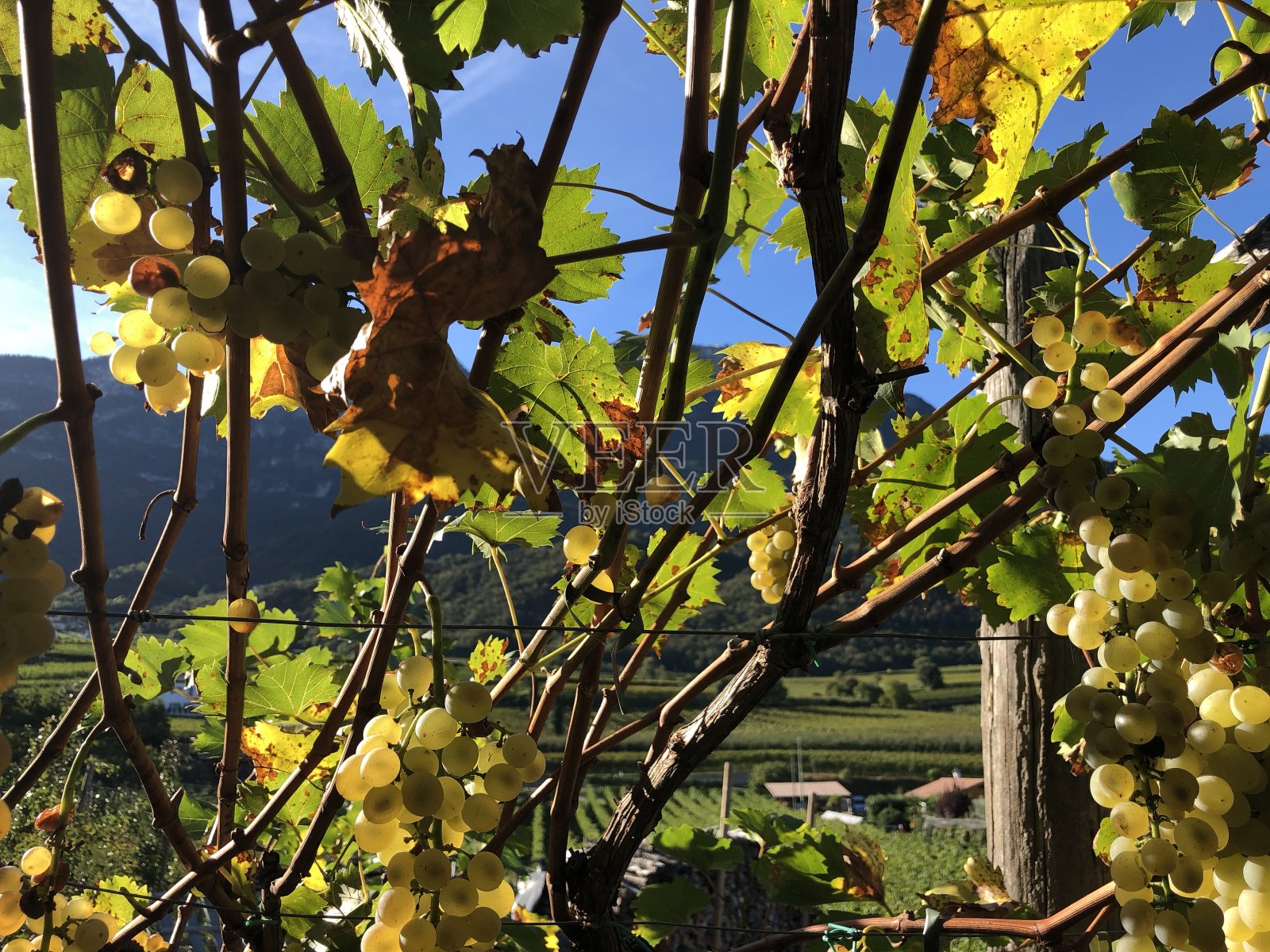 酒园照片摄影图片