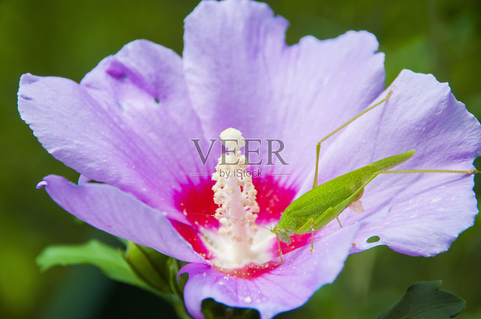 花上蟋蟀1照片摄影图片
