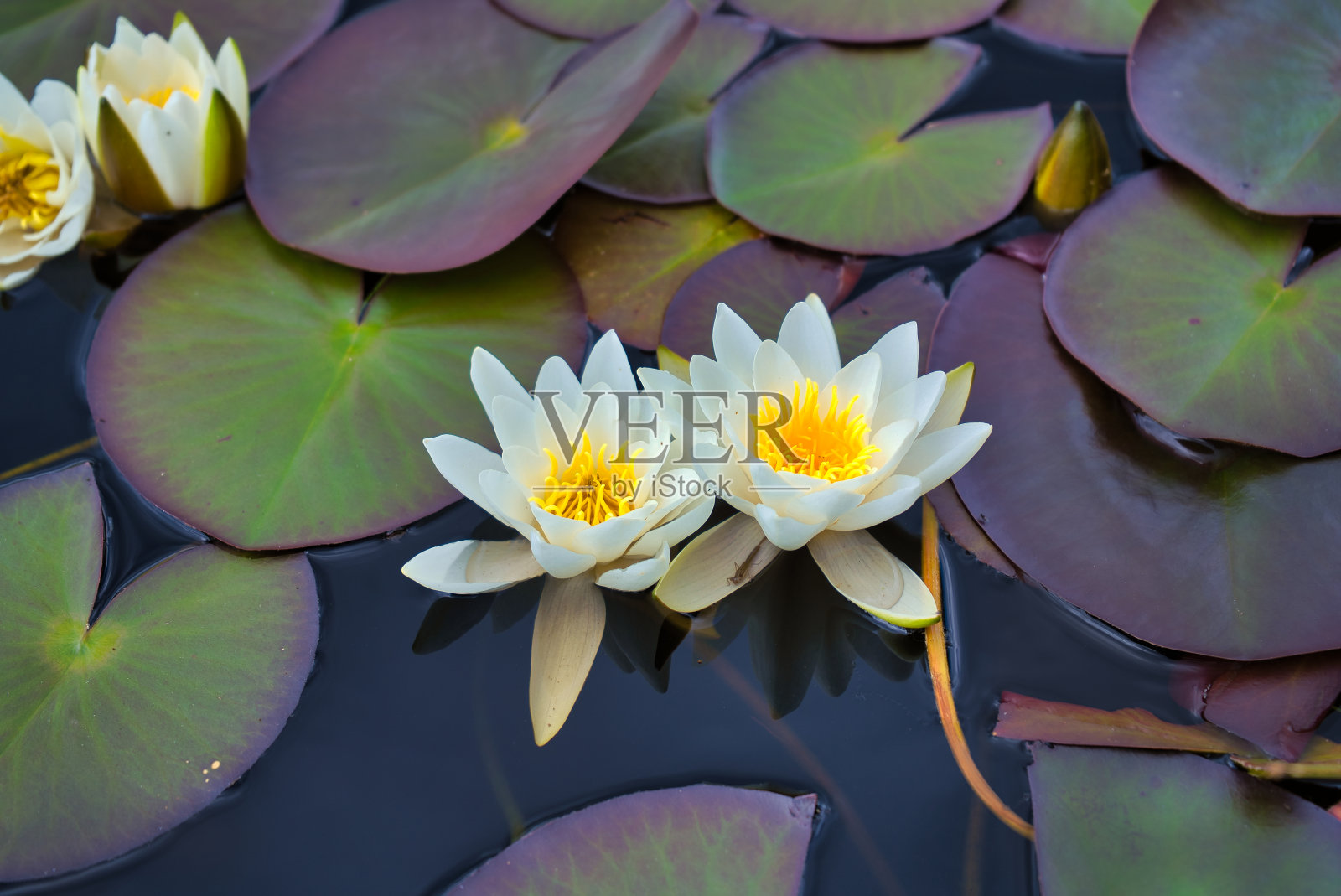 白色的睡莲。照片摄影图片