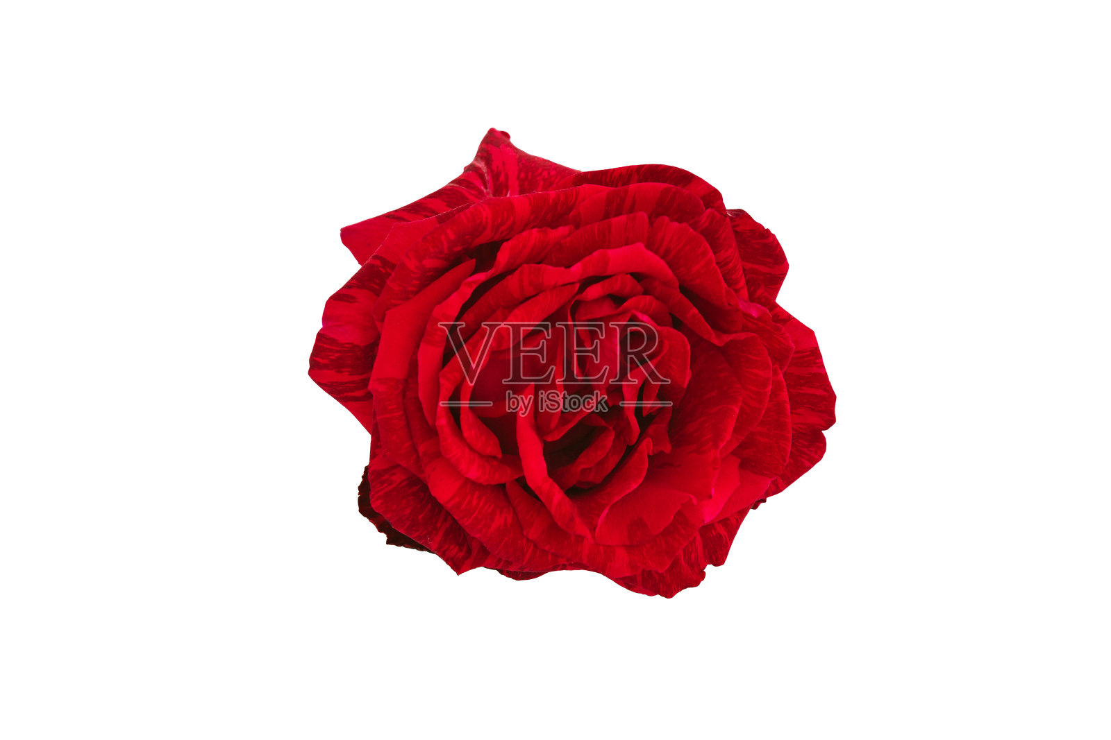 美丽的红玫瑰孤立在白色的背景。照片摄影图片