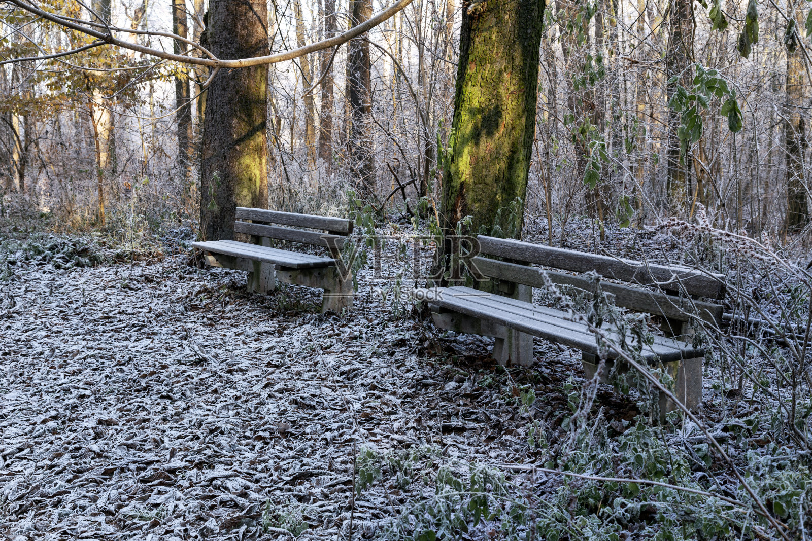冬天的早晨公园照片摄影图片