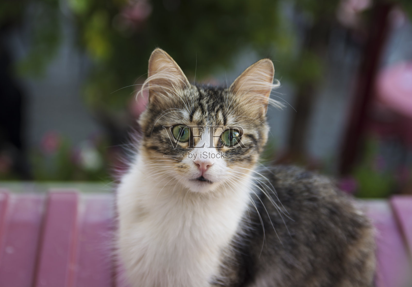 摆姿势的猫照片摄影图片