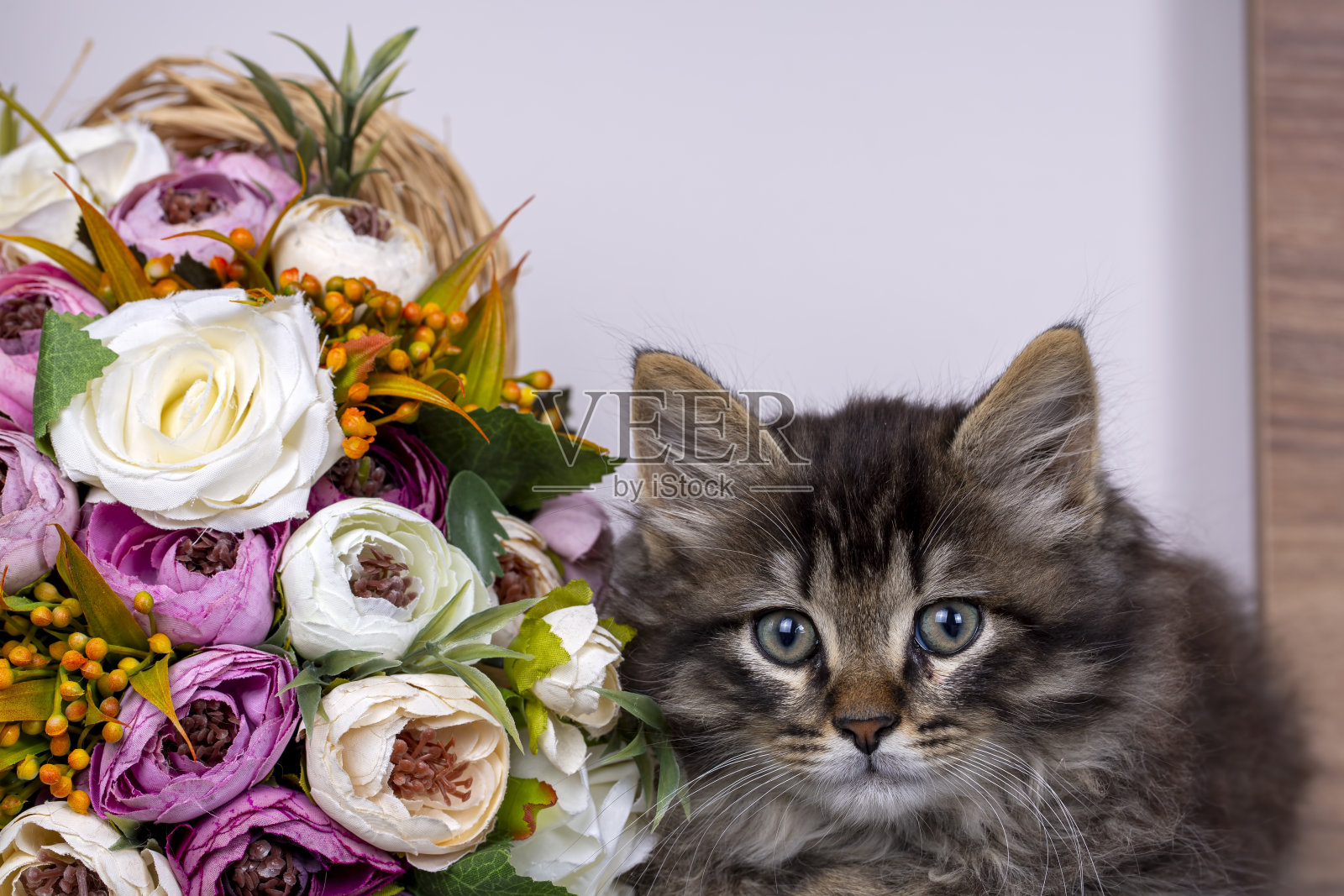 长毛虎斑小猫照片摄影图片