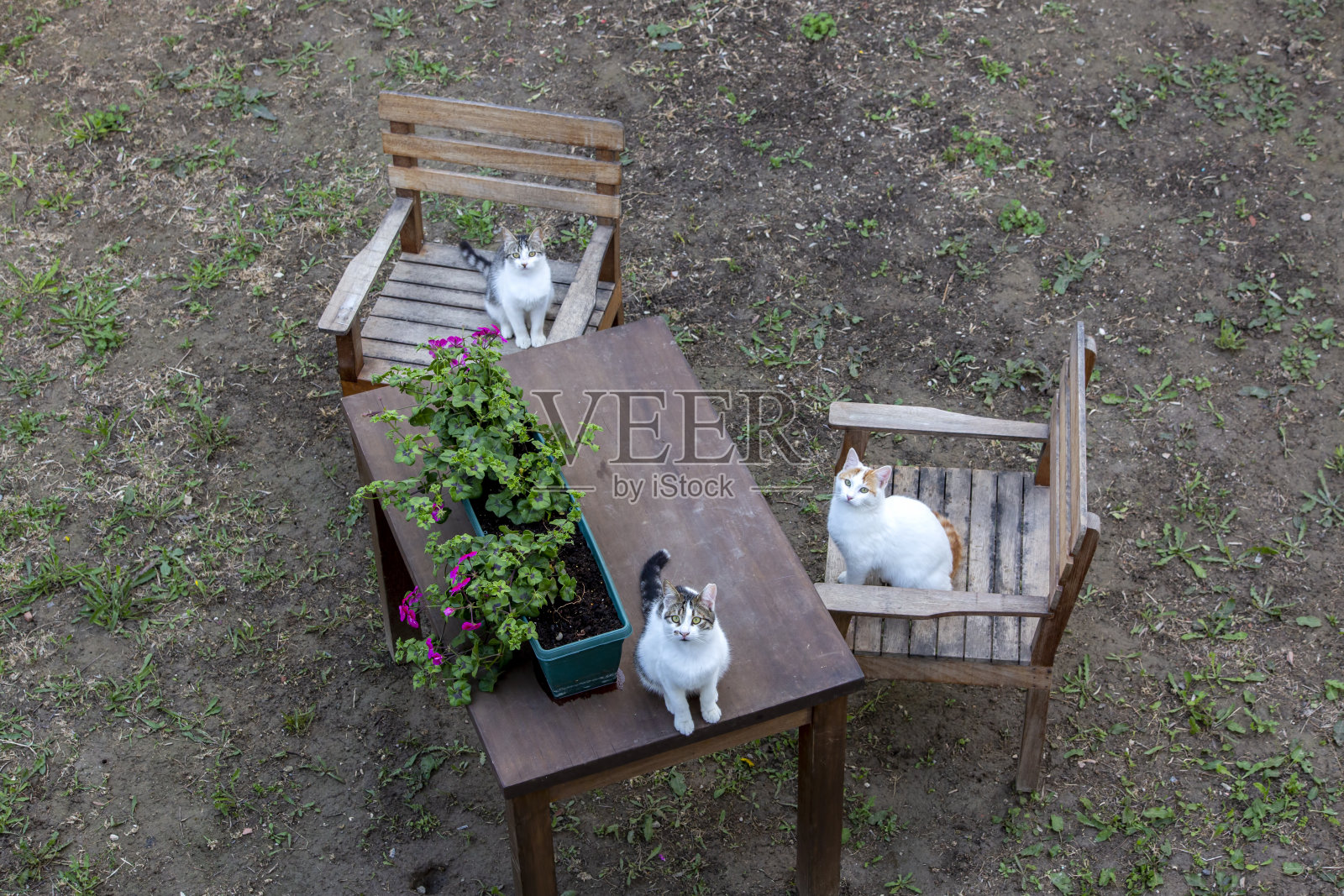 宠物动物;可爱的猫照片摄影图片