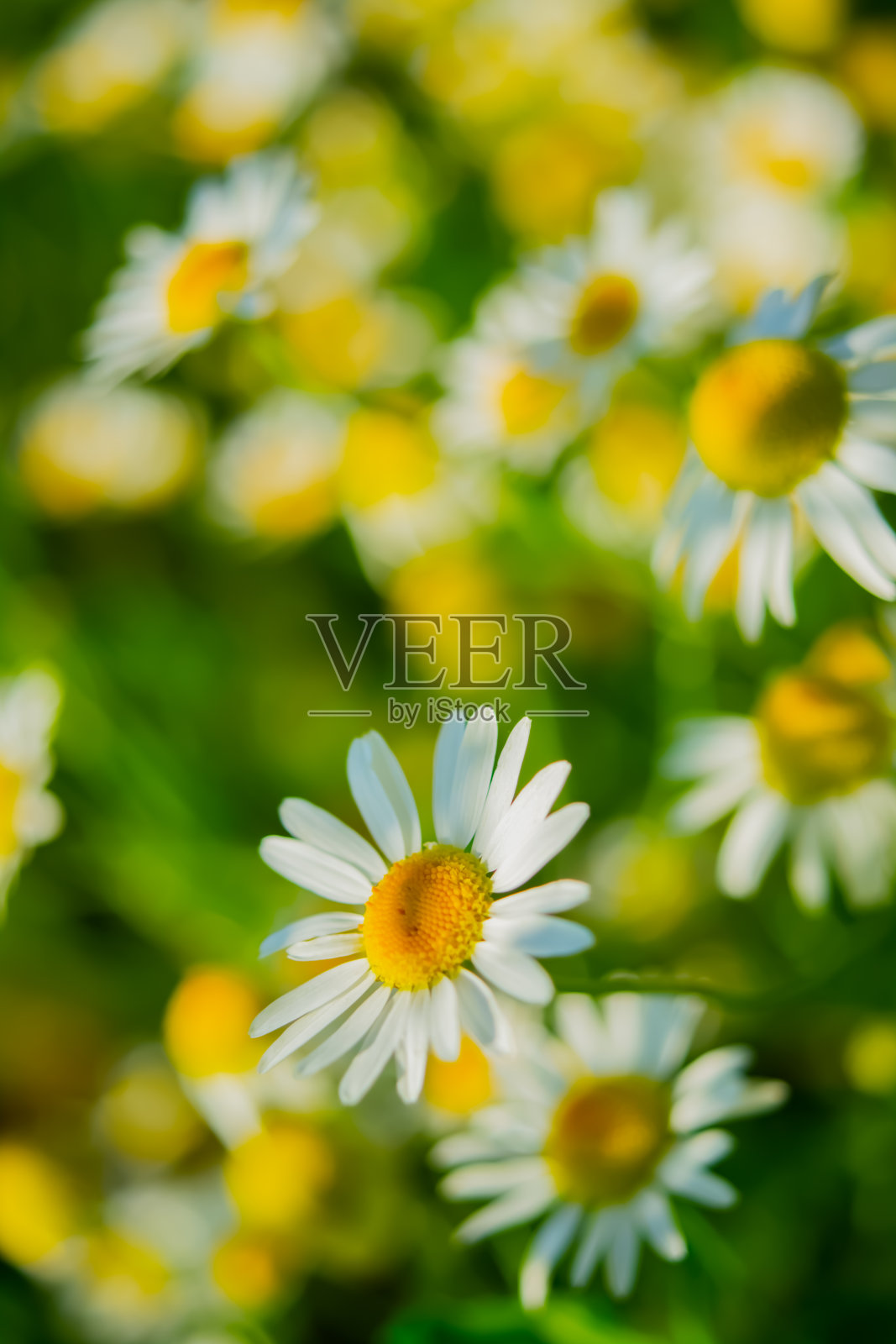 我们的小天堂照片摄影图片