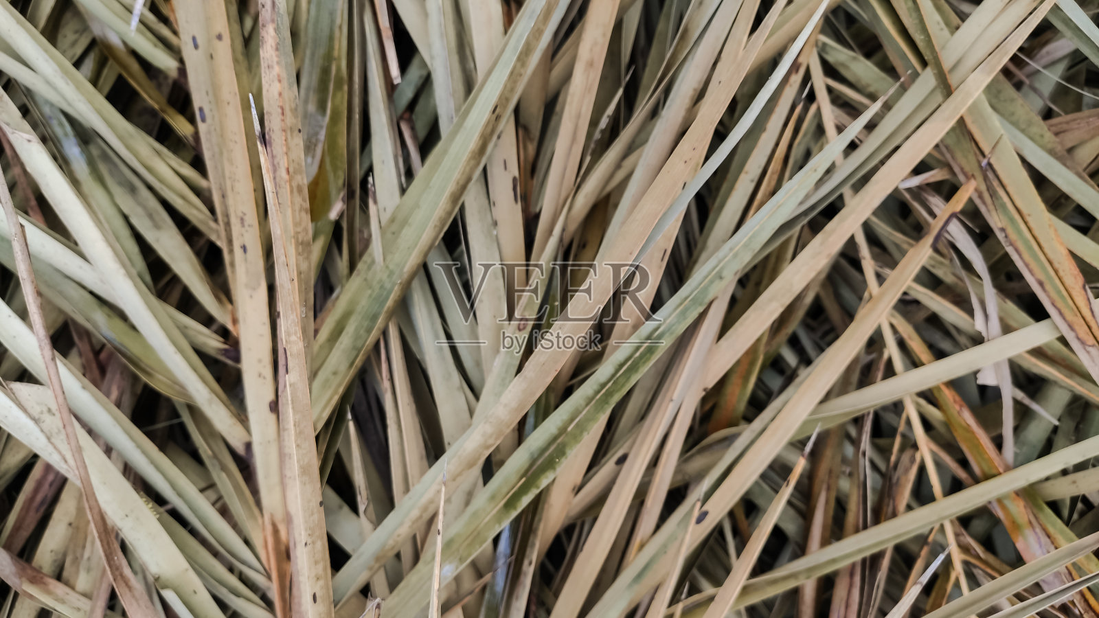 选择集中在干燥的树叶上照片摄影图片