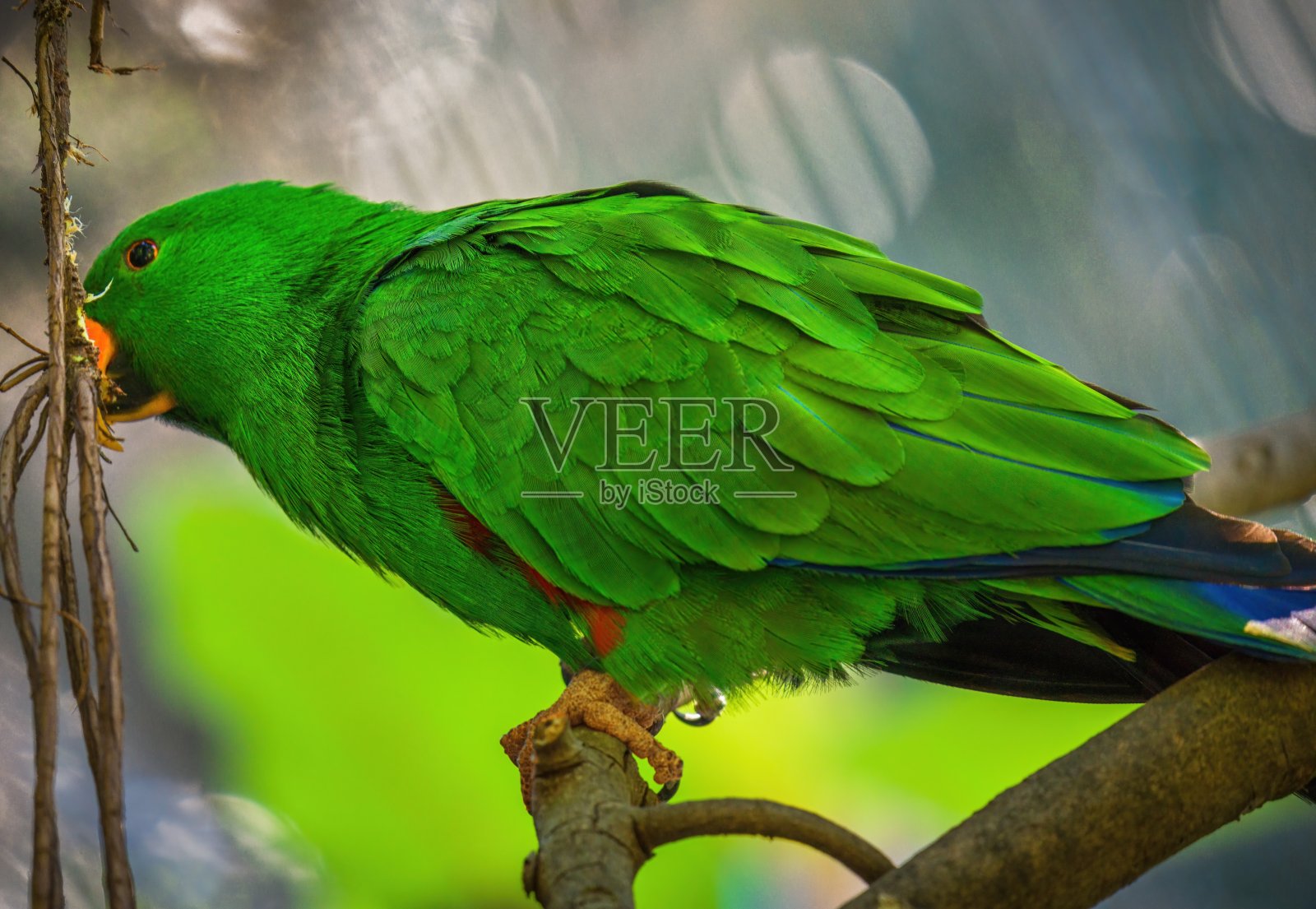 近景鹦鹉照片摄影图片