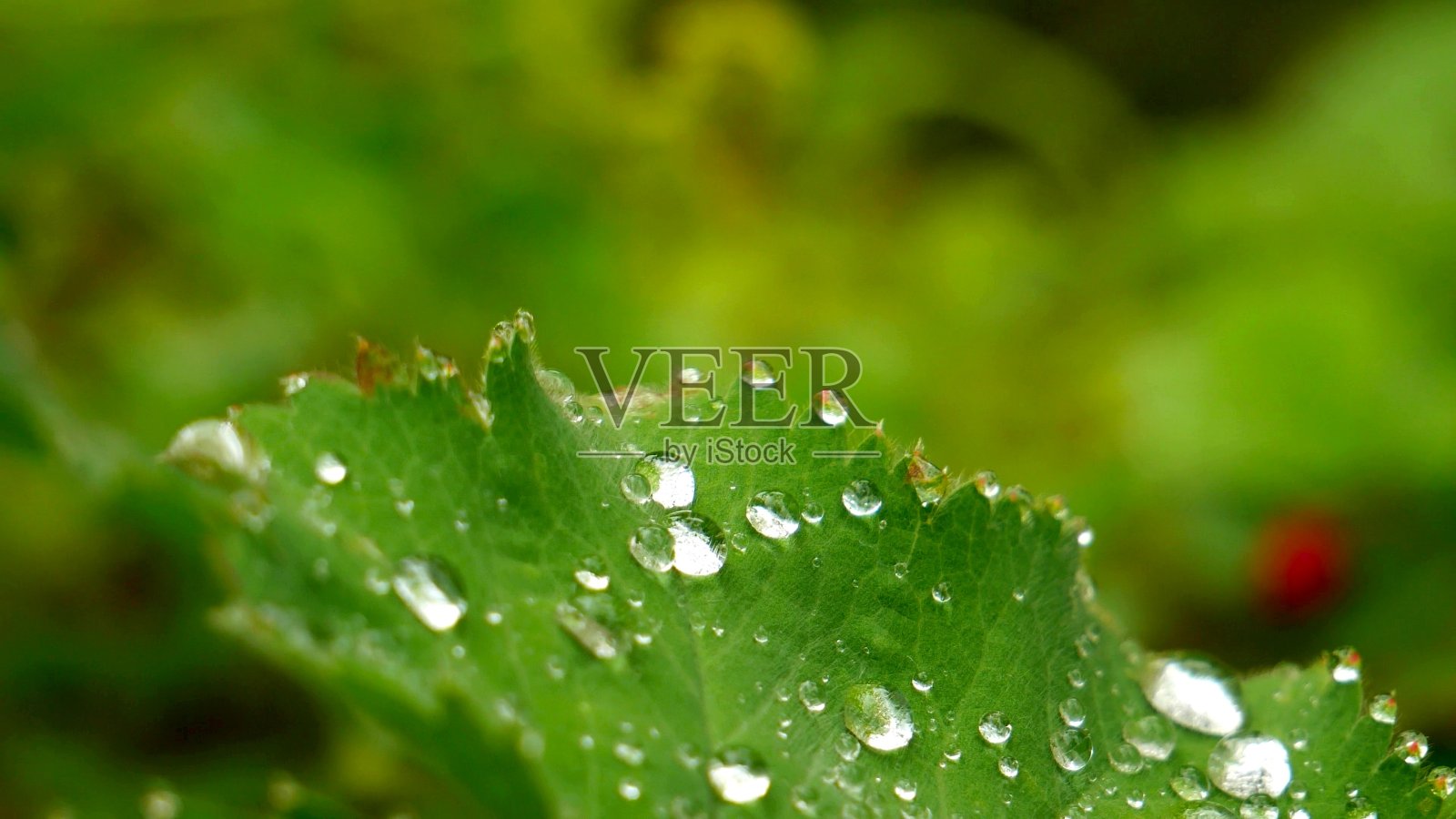 关注绿叶上的小水滴照片摄影图片