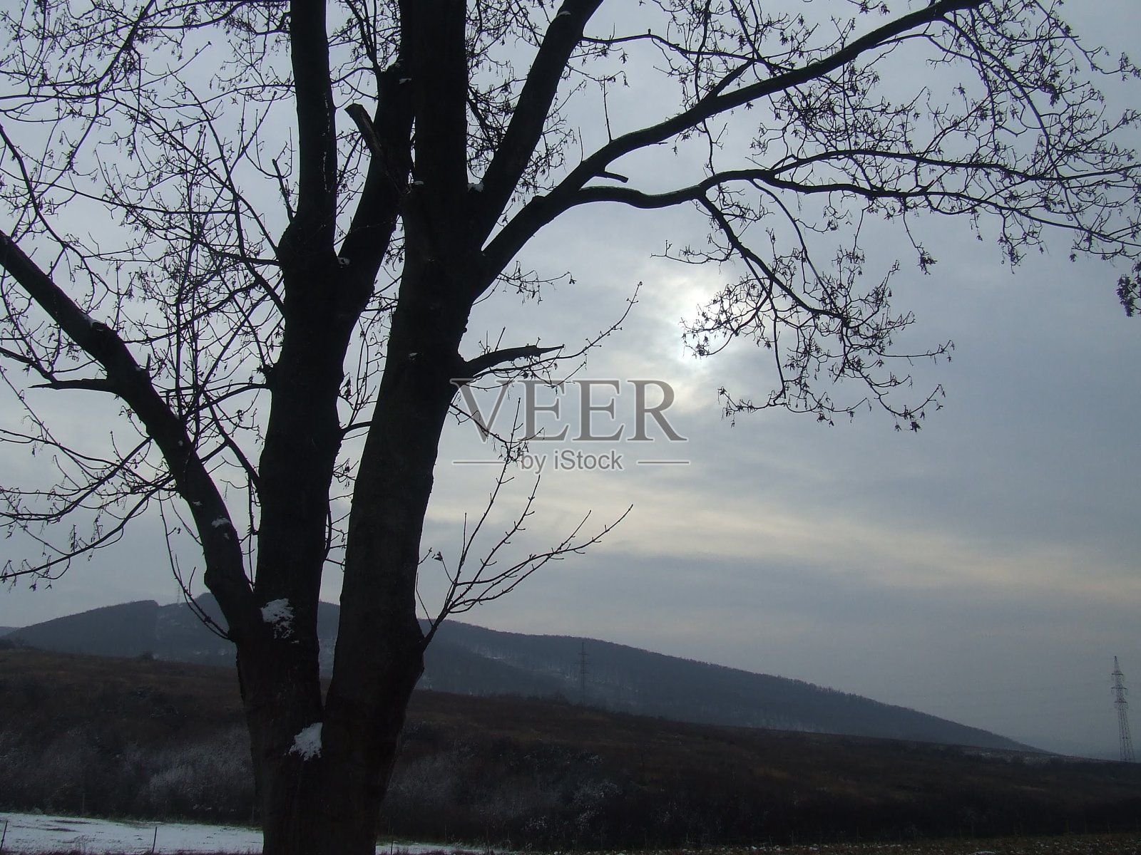 以山为背景的树照片摄影图片