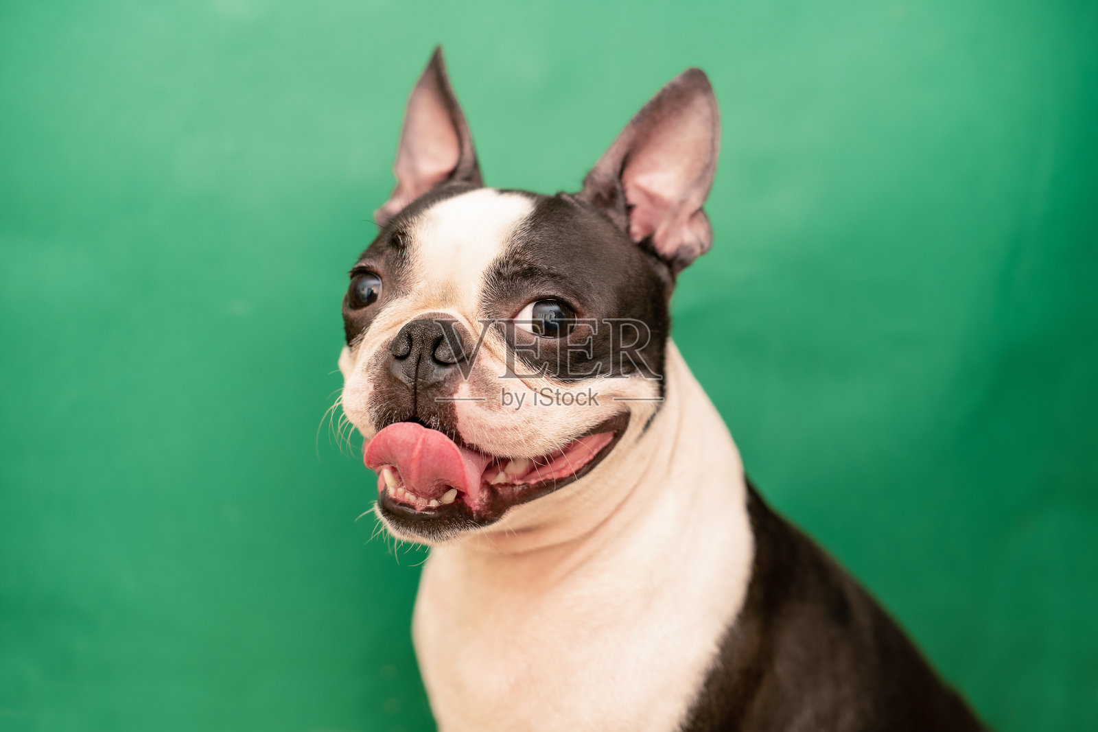 一只有趣、快乐的波士顿梗犬，在绿色的背景上露出微笑，伸出舌头。照片摄影图片