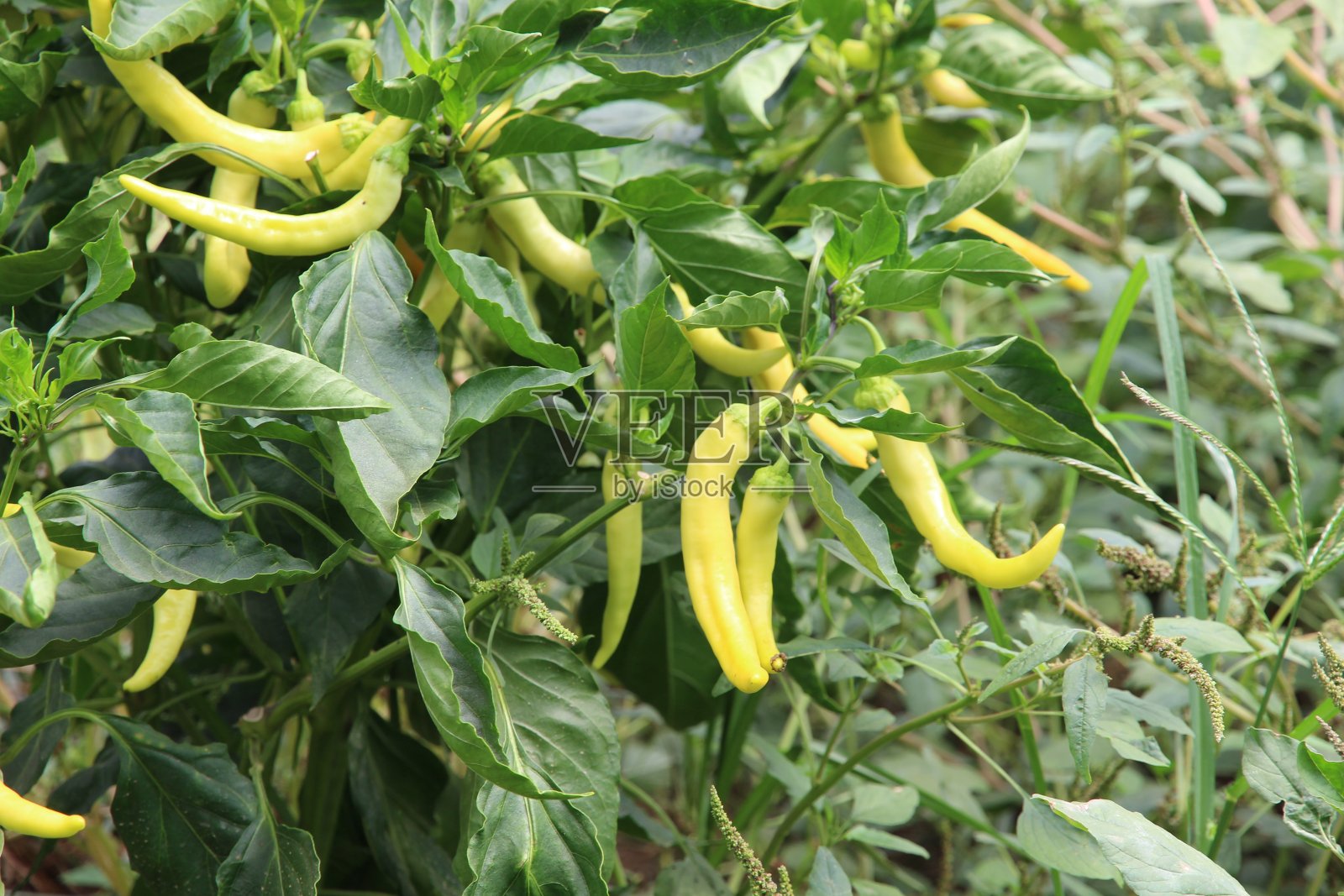 青椒在树枝上照片摄影图片
