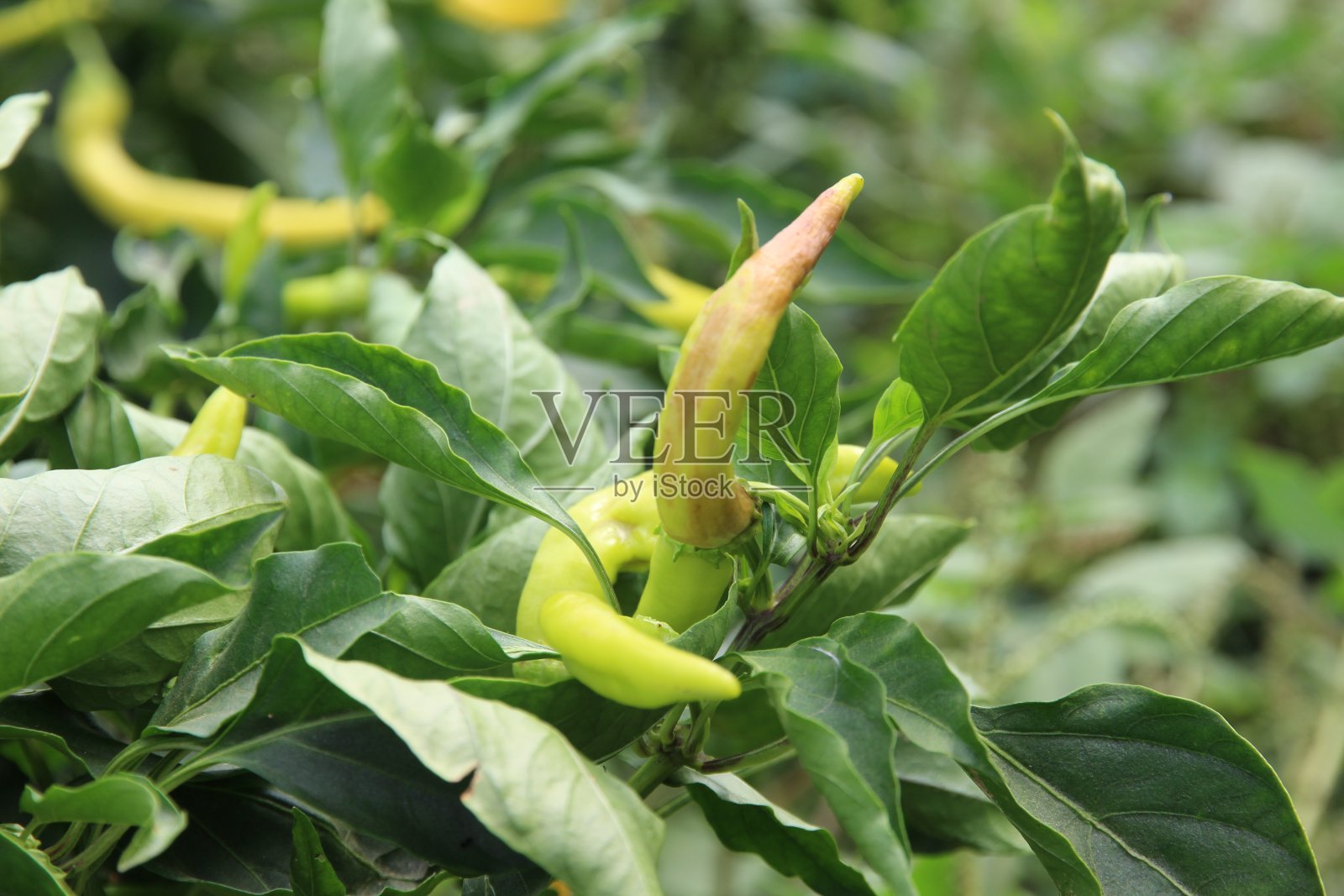 青椒在树枝上照片摄影图片