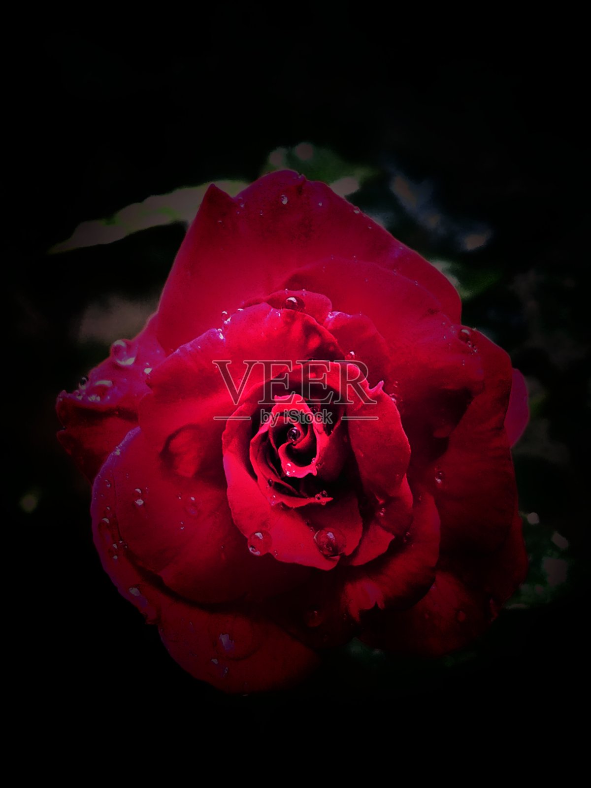 雨滴落在红玫瑰上照片摄影图片