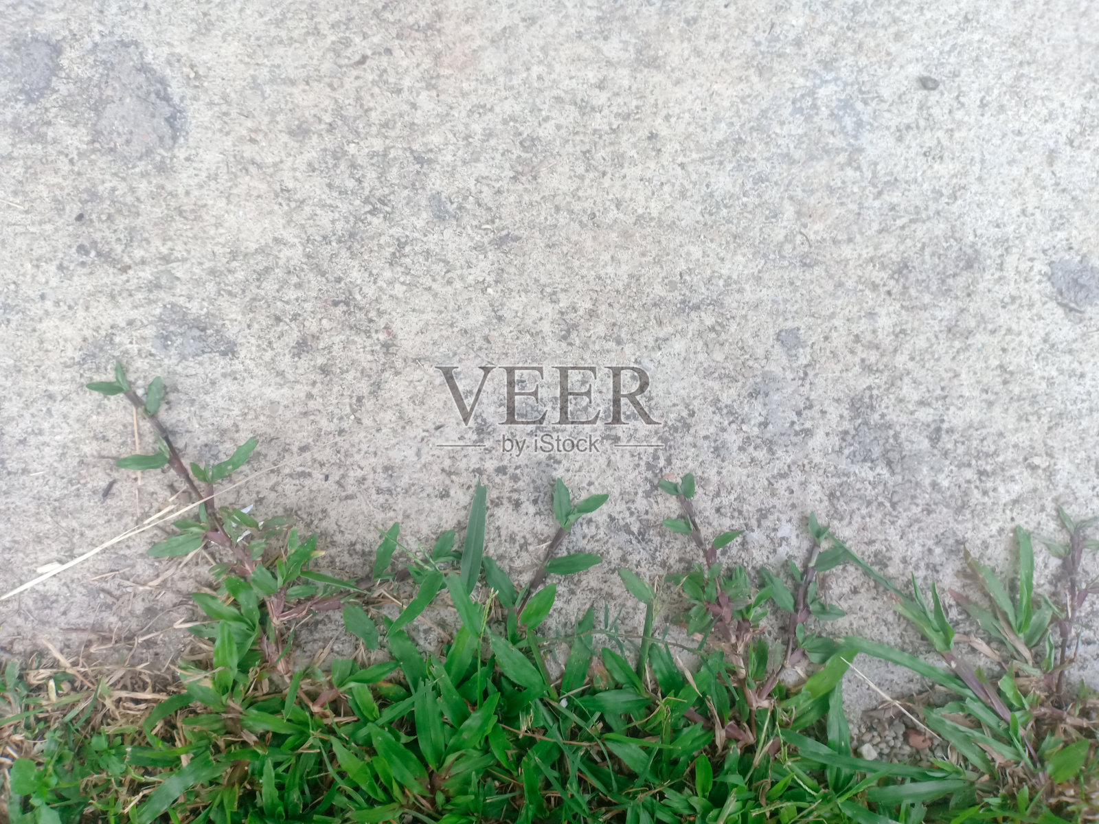 绿色植物超过了水泥地板的质感。照片摄影图片