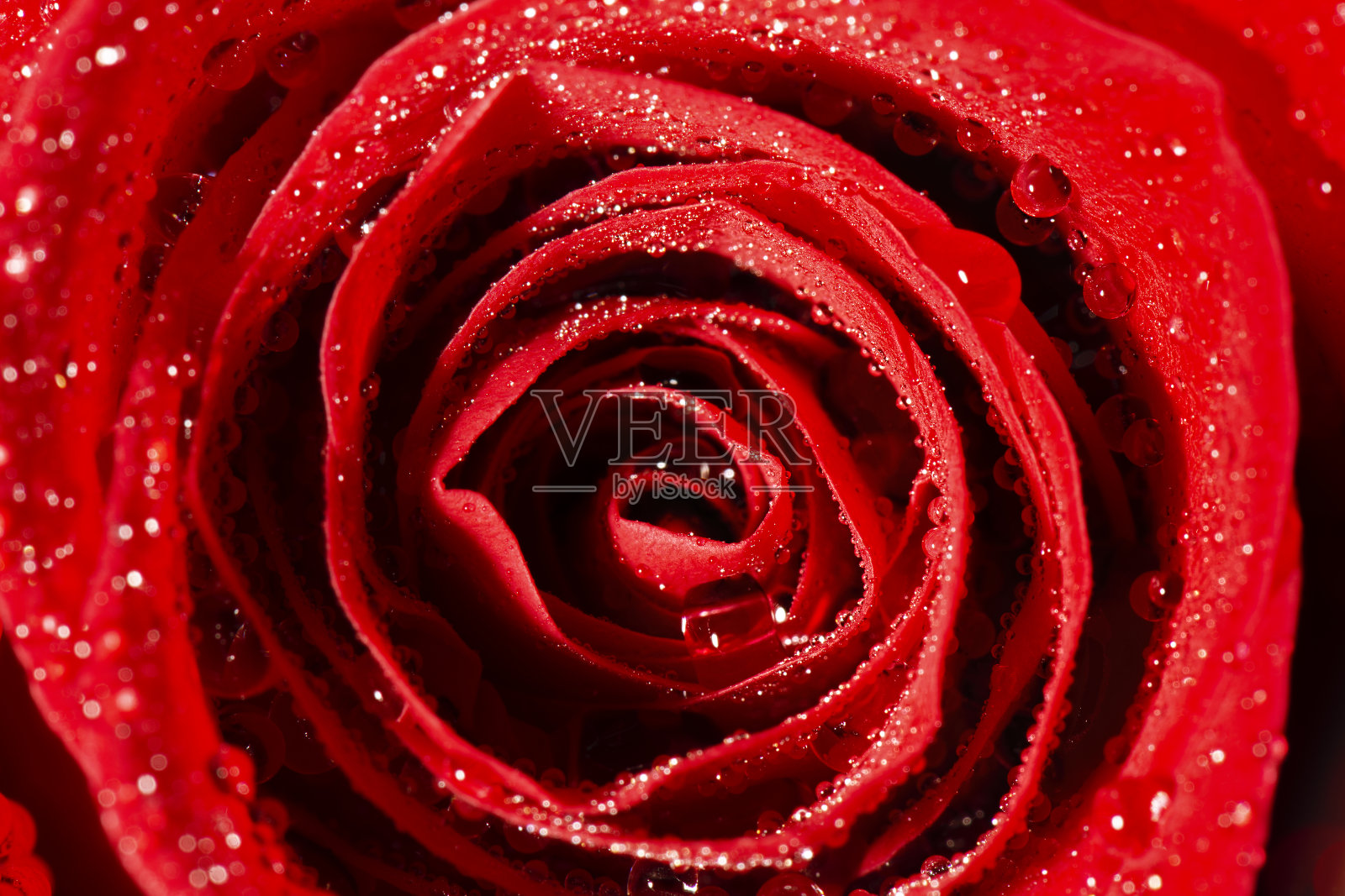 红玫瑰照片摄影图片