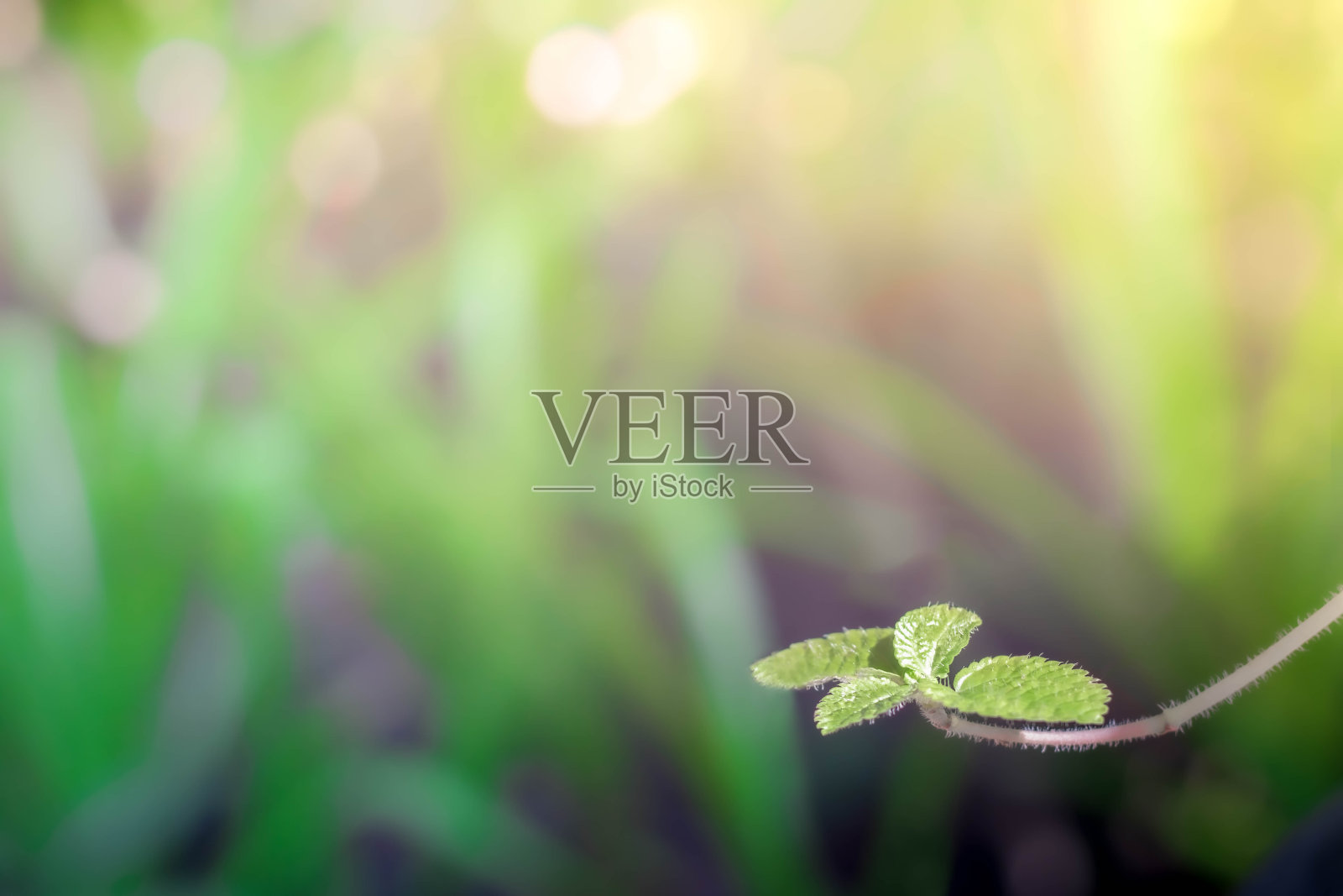 近距离的绿叶自然视图和柔和的阳光在模糊的绿色植物背景在森林复制空间使用的背景自然绿色植物景观，生态，新鲜的壁纸概念。照片摄影图片