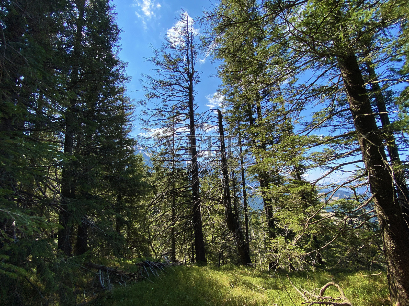 常绿森林或针叶树在阿尔卑斯山谷的山坡上，艾根塔尔-卢塞恩州，瑞士(坎顿卢塞恩，瑞士)照片摄影图片