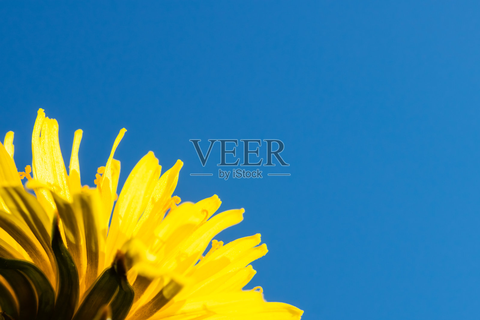 微距照片黄色蒲公英在蓝天下绽放照片摄影图片