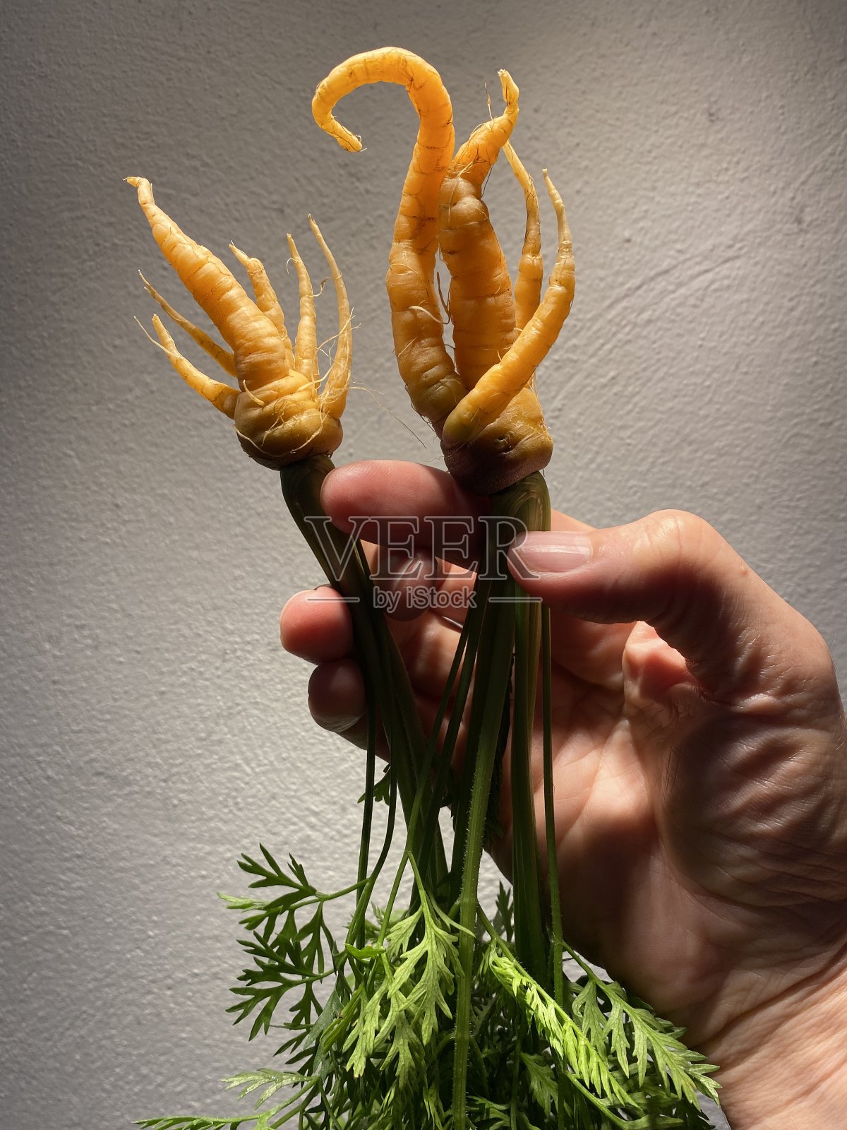 日本的胡萝卜照片摄影图片