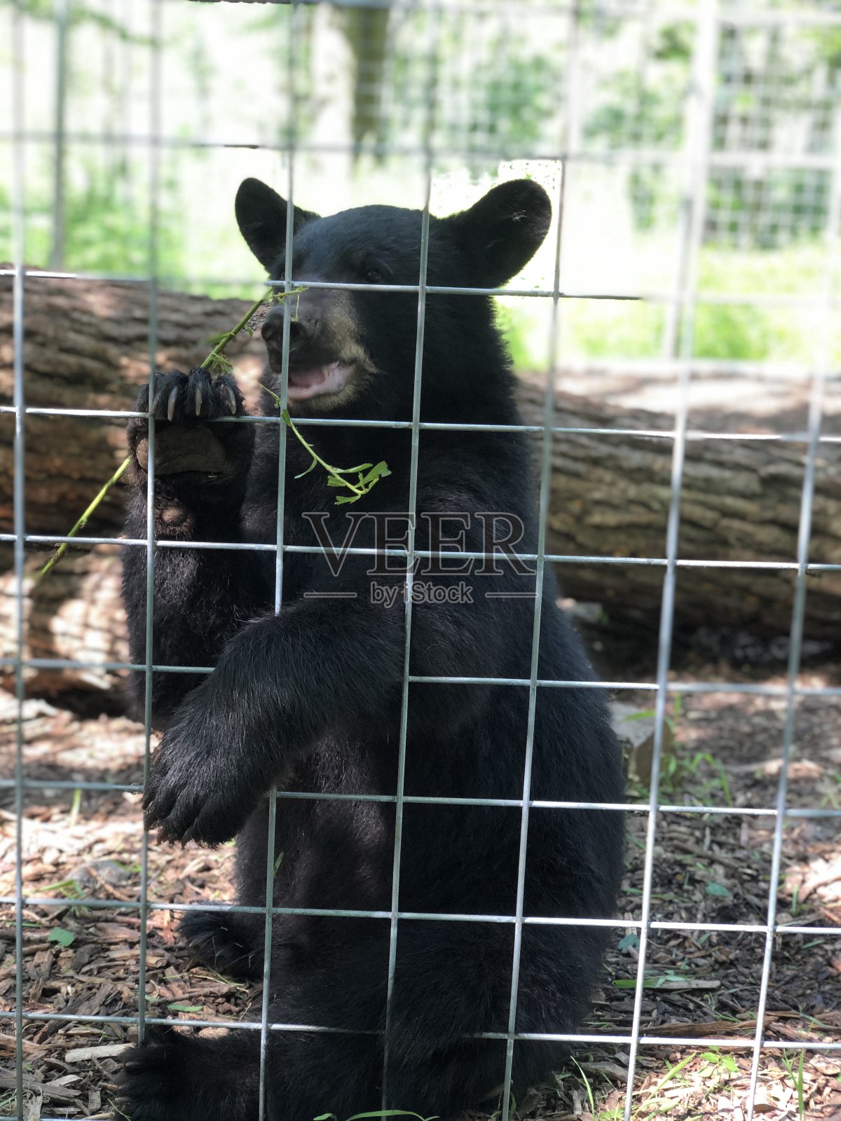 黑色的熊宝宝照片摄影图片
