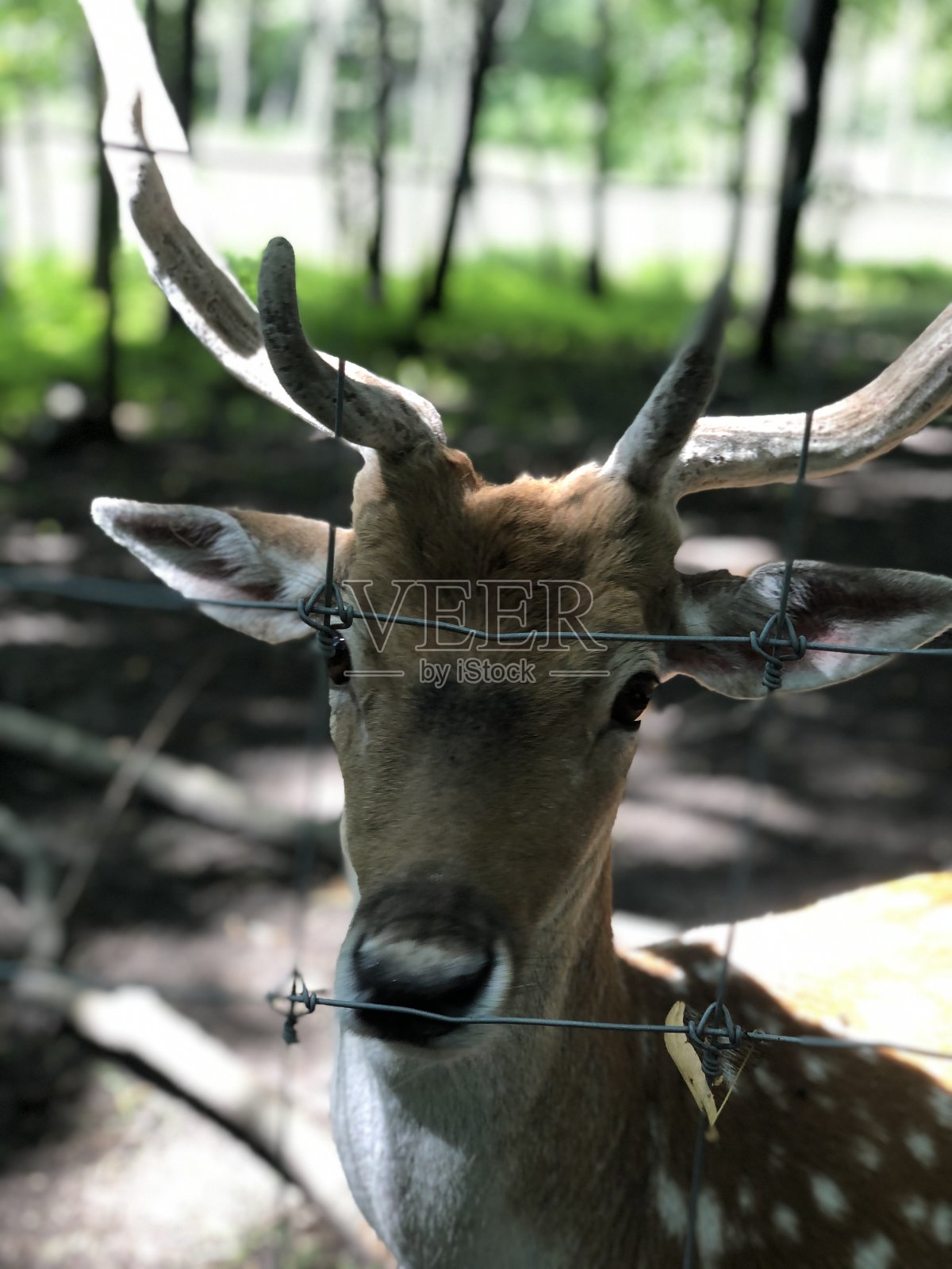 鹿照片摄影图片