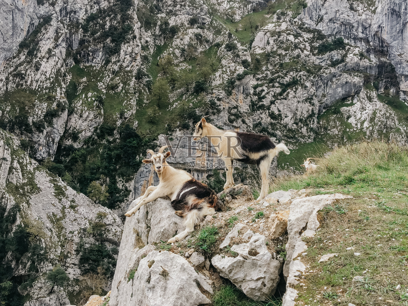 山里的山羊照片摄影图片