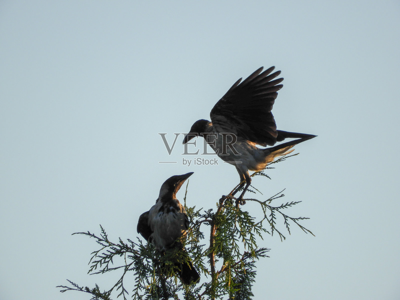 公园里清晨的鸟儿照片摄影图片