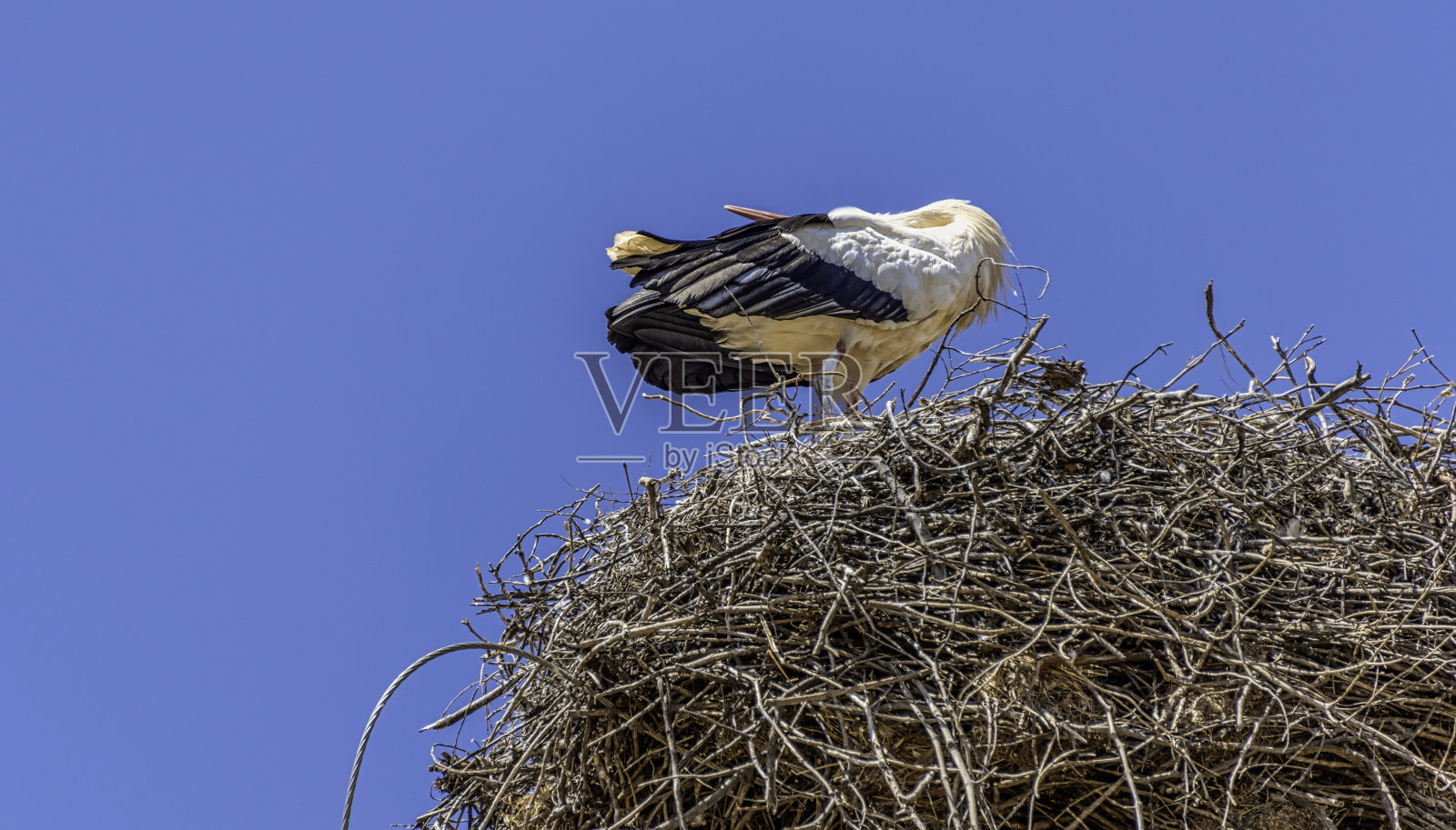鹳鸟交配仪式照片摄影图片