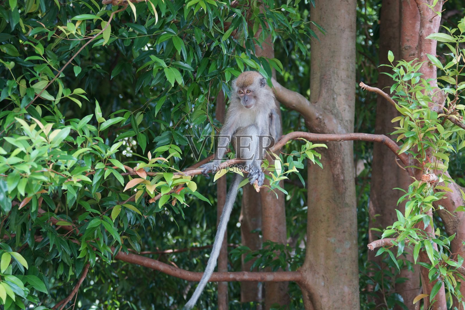 长尾猕猴在树上休息照片摄影图片
