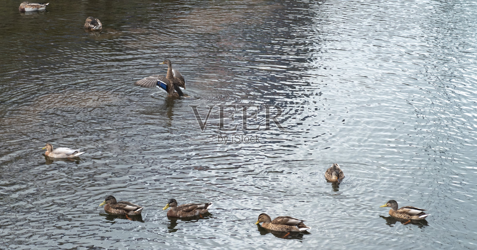 野鸭沐浴后的日光浴照片摄影图片