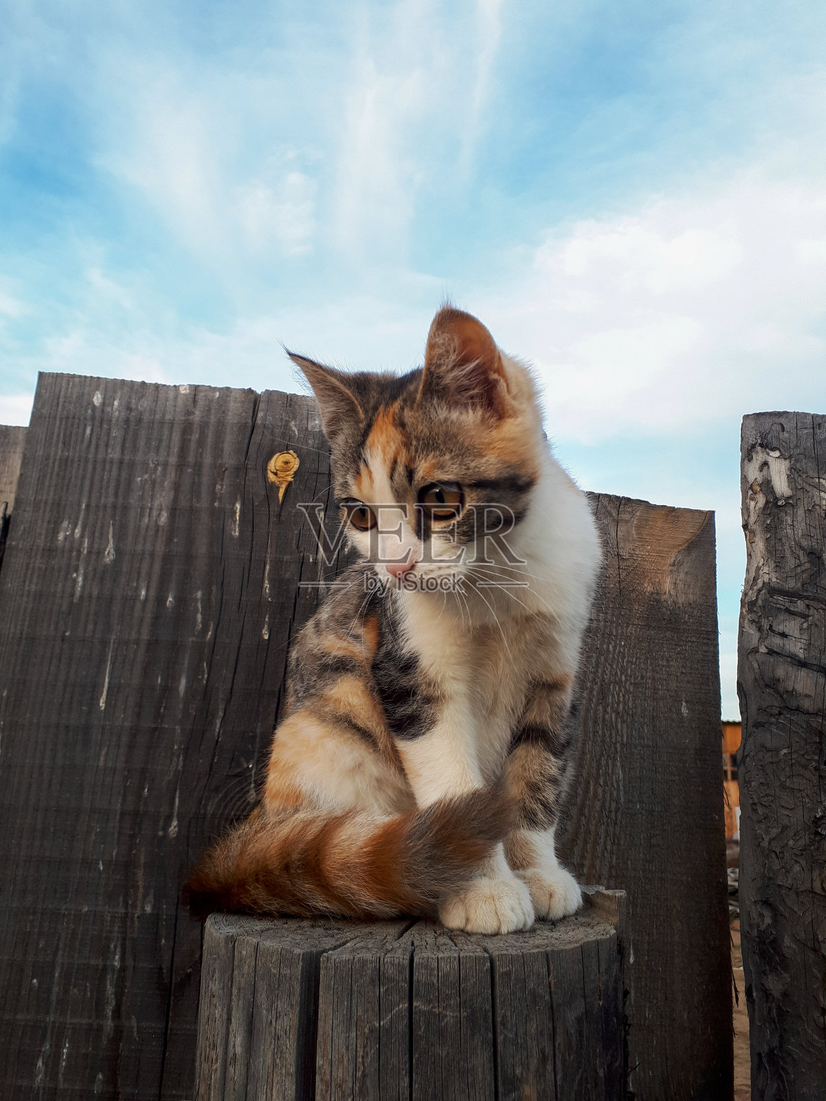 一张三色小猫的照片，毛绒绒的棕色眼睛坐在栅栏柱上，好奇地看着下面照片摄影图片