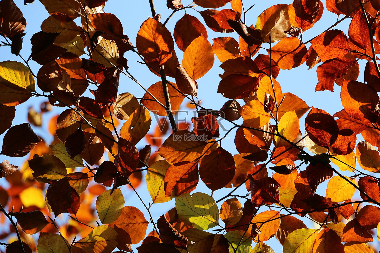 近距离拍摄多彩的秋叶在树枝上-完美的壁纸照片摄影图片