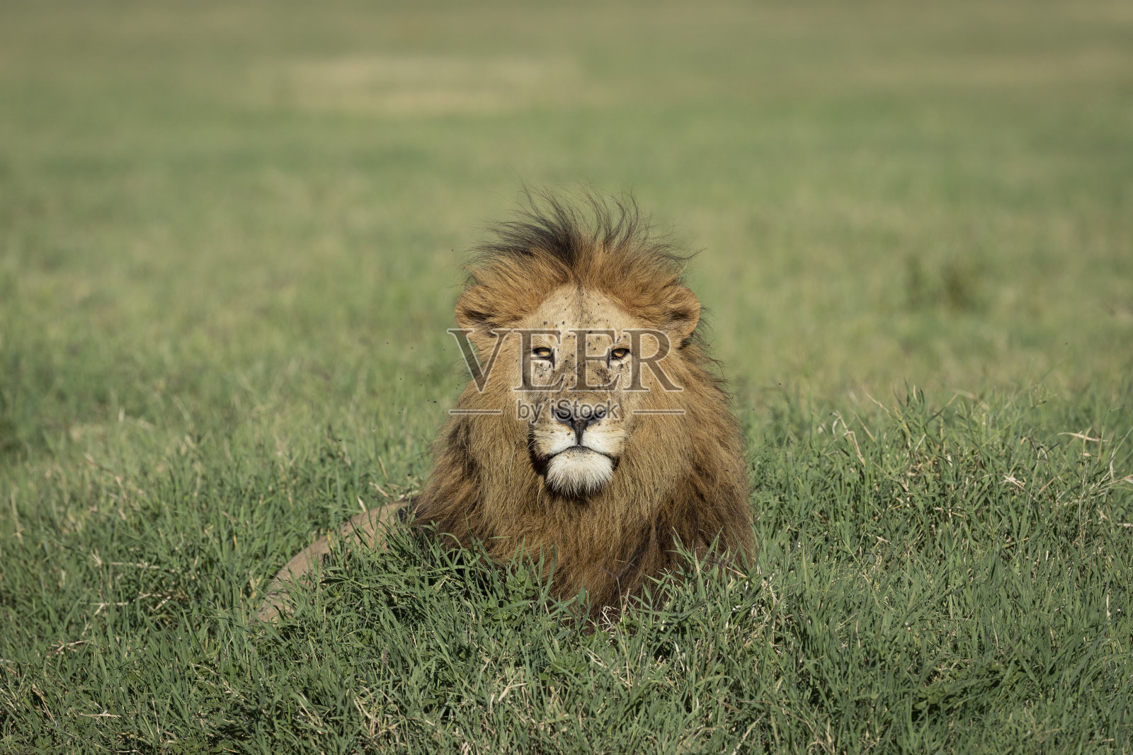 成年雄性狮子王躺在绿色的草地上，直视摄像机坦桑尼亚恩戈罗恩戈罗火山口照片摄影图片